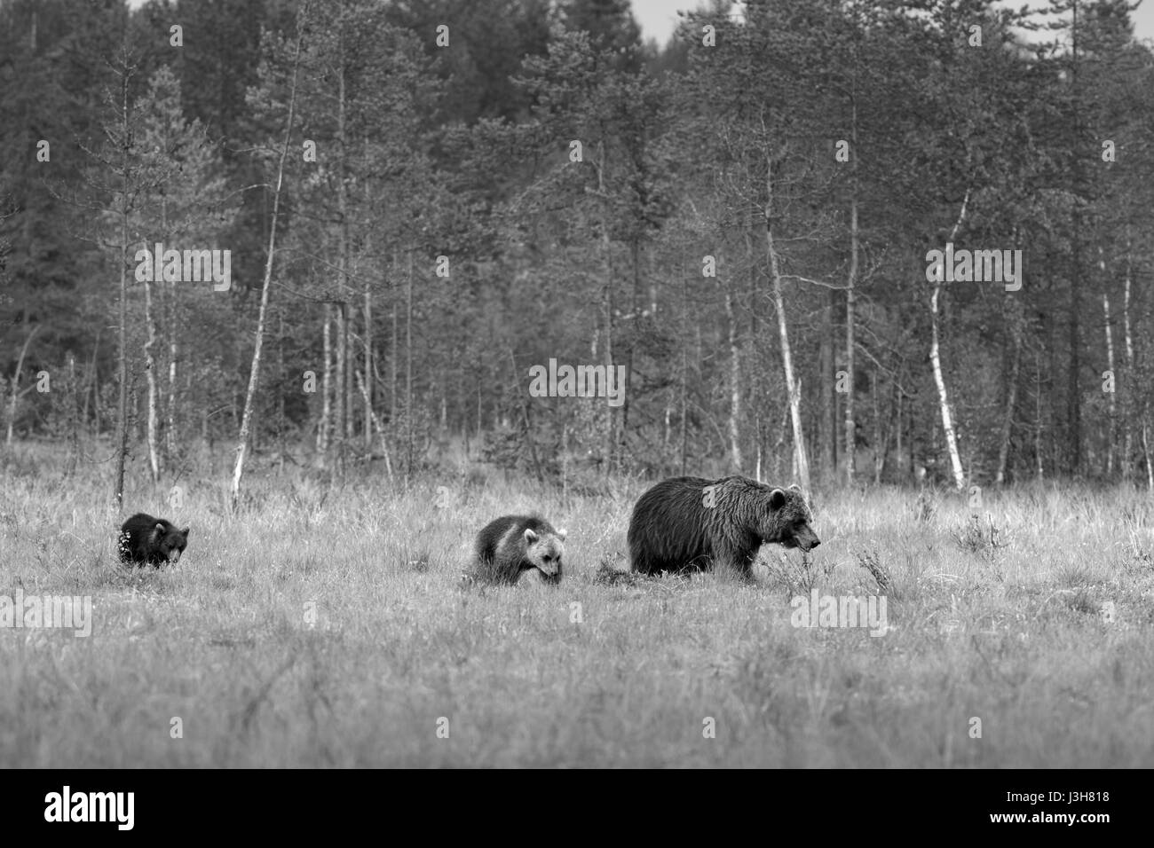 Orso Bruno Foto Stock