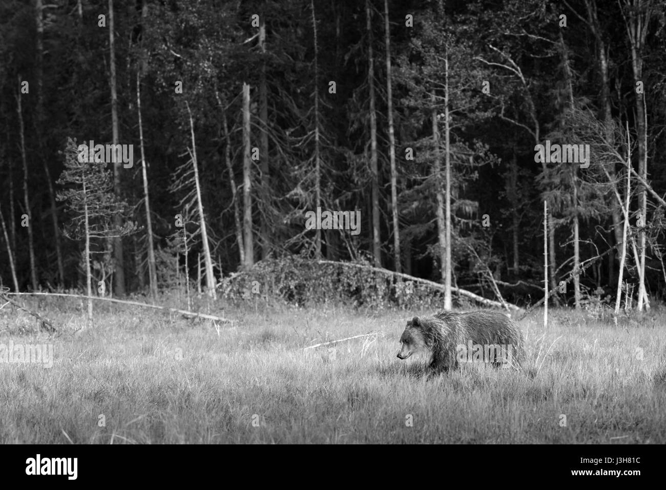 Orso Bruno Foto Stock