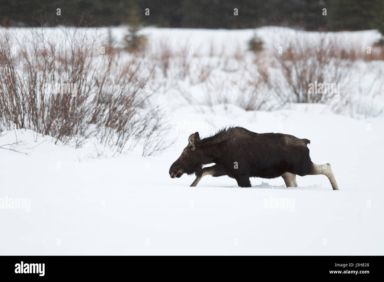 Moose ( Alces alces ), toro giovane in inverno, sparso palchi, camminando attraverso la neve profonda su una radura, area di Yellowstone, Grand Teton NP, Wyoming negli Stati Uniti. Foto Stock