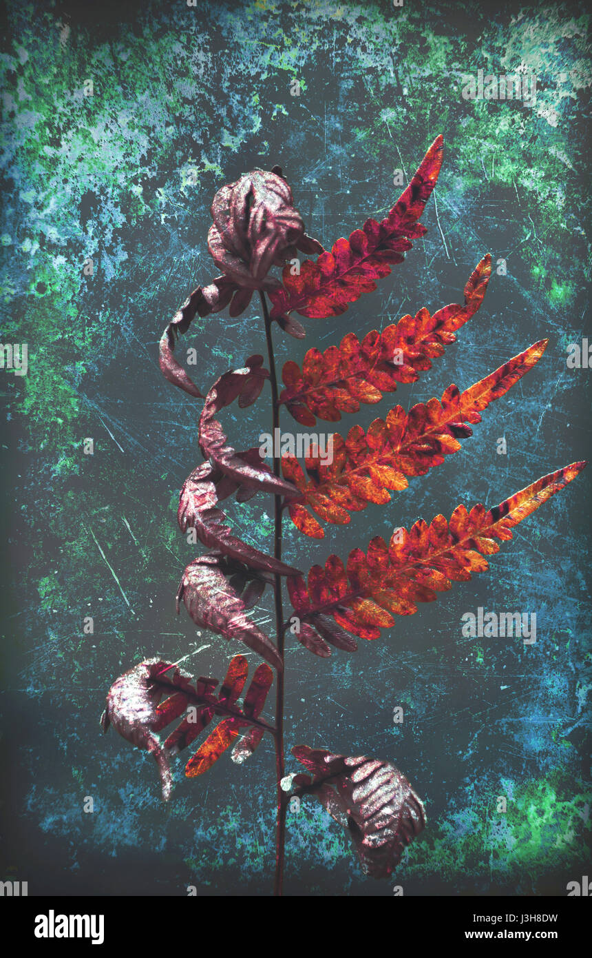 Abstract arricciato le fronde di un morente bracken fern nella foresta. Il gotico, stile grunge textured foto digitale di manipolazione. Foto Stock