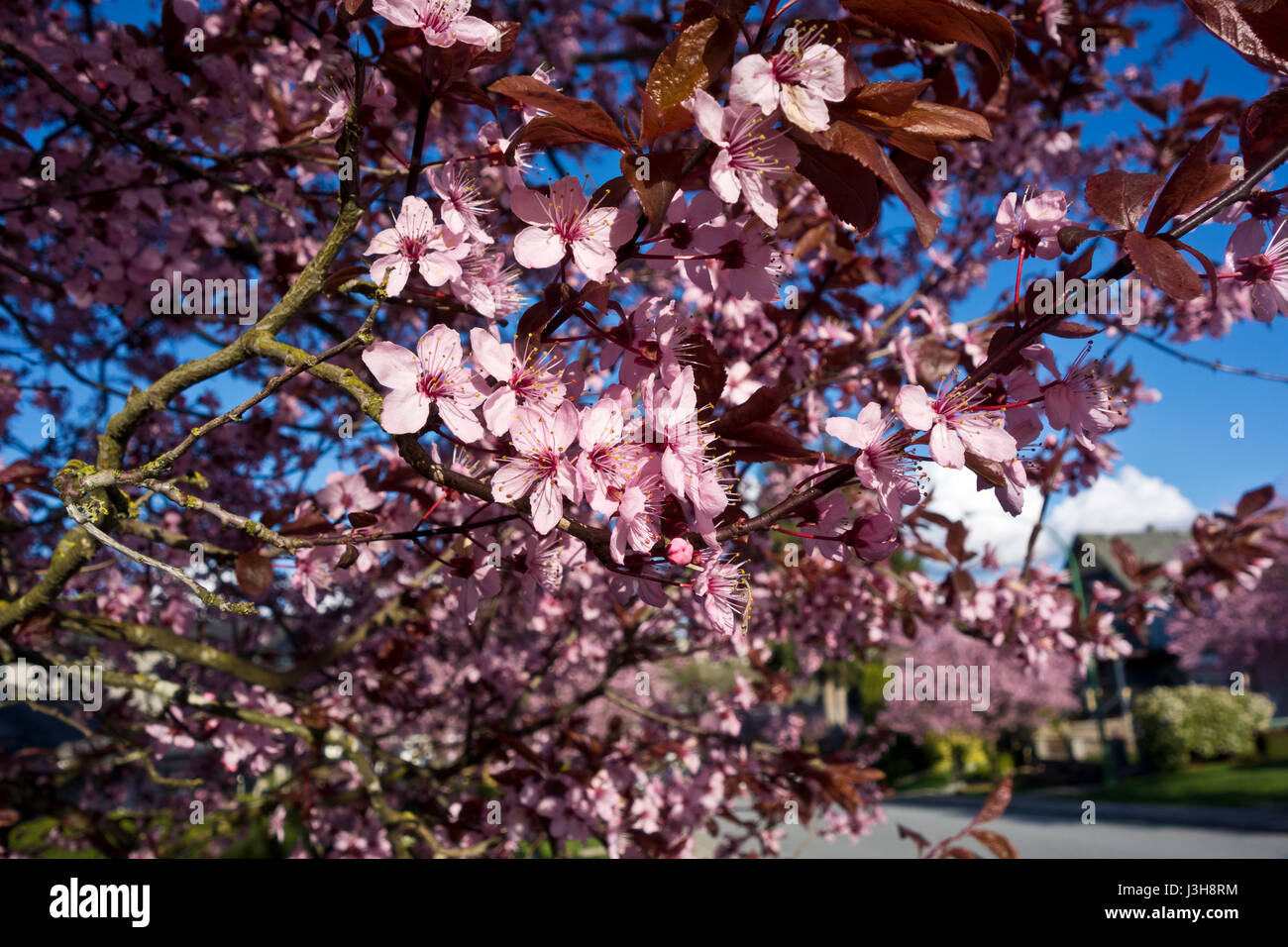 Fioritura fiori di susina su una strada residenziale più in Vancouver, BC, Canada Foto Stock