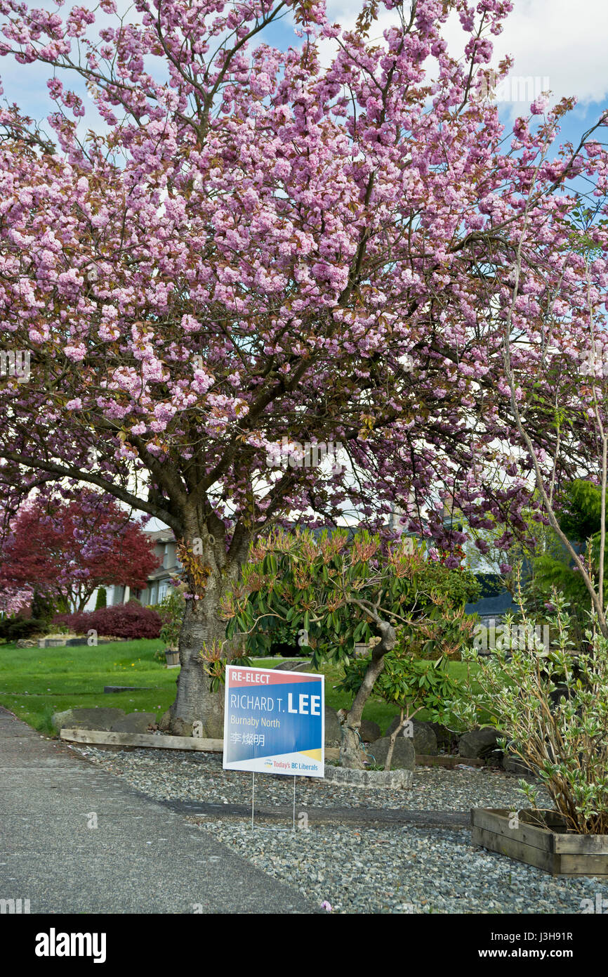 Segno della campagna di liberale che incombono Richard Lee (in British Columbia elezioni provinciali 2017) con la fioritura del ciliegio in Burnaby quartiere. Foto Stock