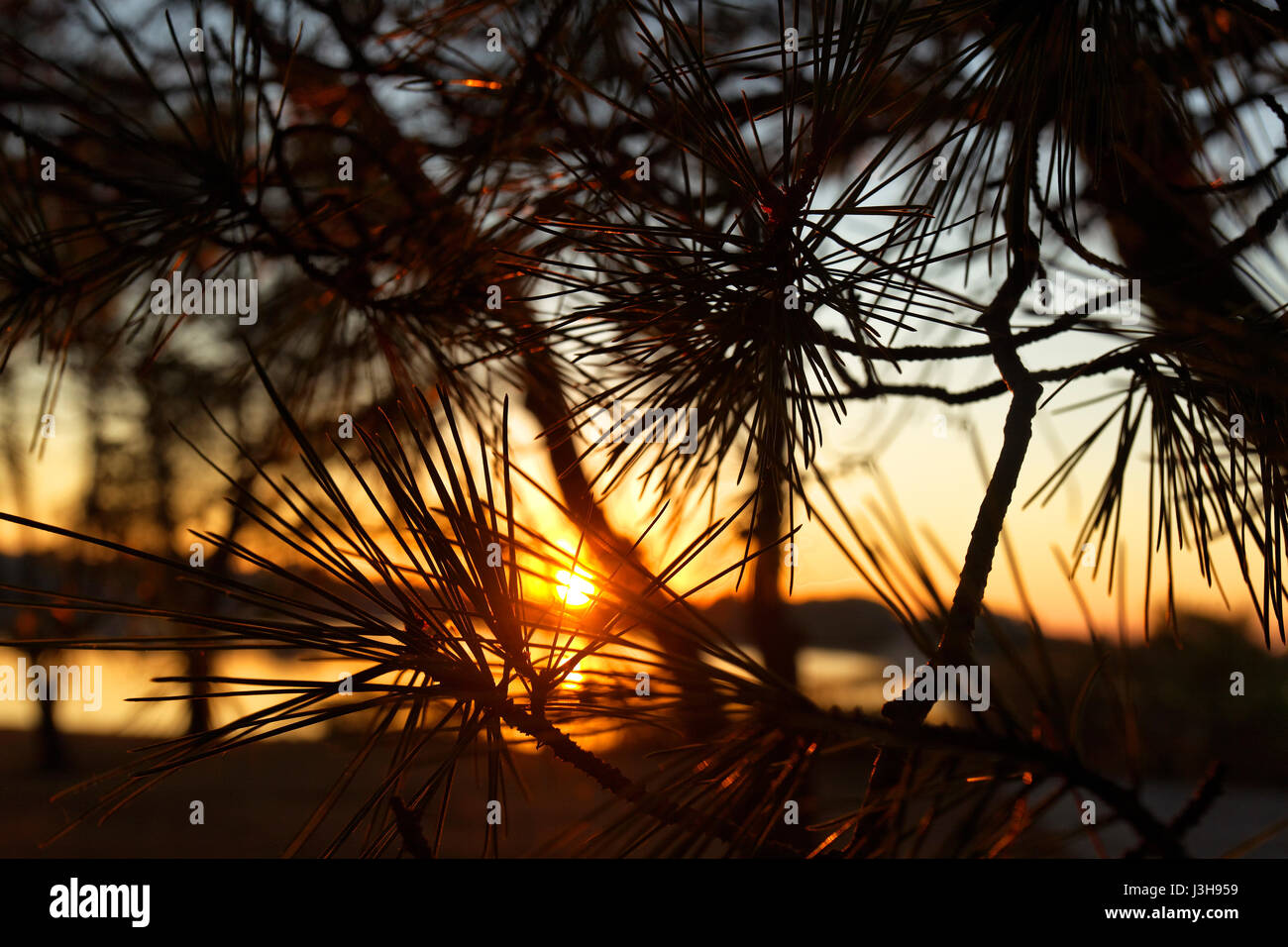 Tramonto visto attraverso la pineta sul Parco Nazionale di Brijuni Foto Stock