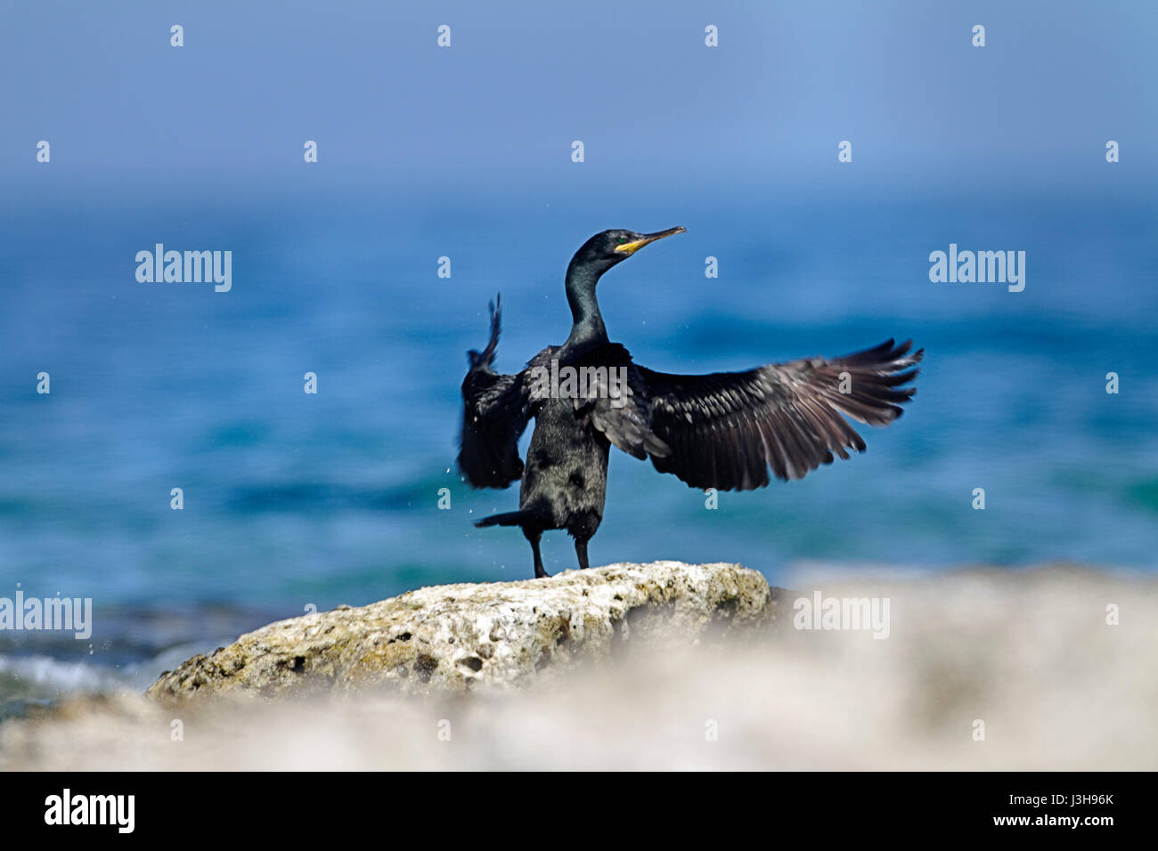 Shag con ali allungate, Parco Nazionale di Brijuni Foto Stock