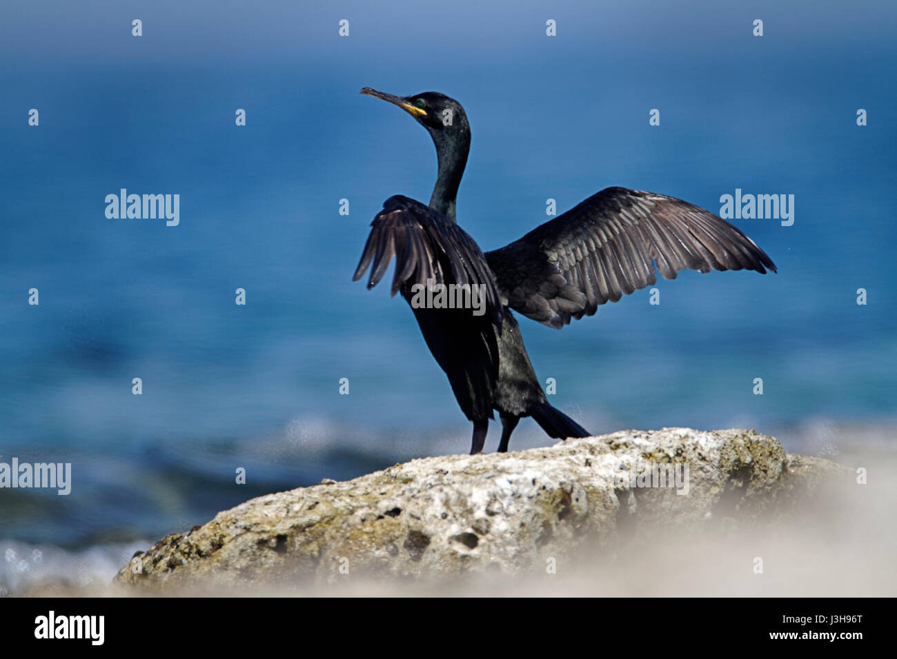 Shag con ali allungate, Parco Nazionale di Brijuni Foto Stock