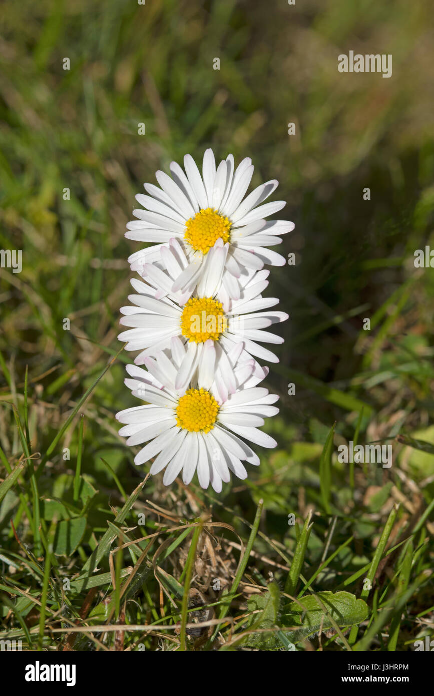 Il trio di daisy fiori in un giardino prato di Cawdor, vicino a Inverness, regione delle Highlands Scozzesi. Foto Stock