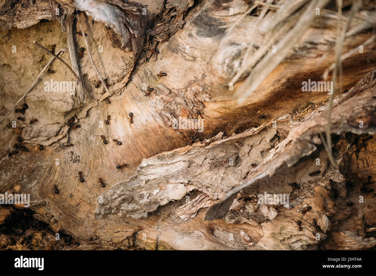 Foresta Rossa (formiche formica rufa) su un vecchio caduto tronco di albero. Le formiche in movimento in formicaio. Bielorussia Foto Stock