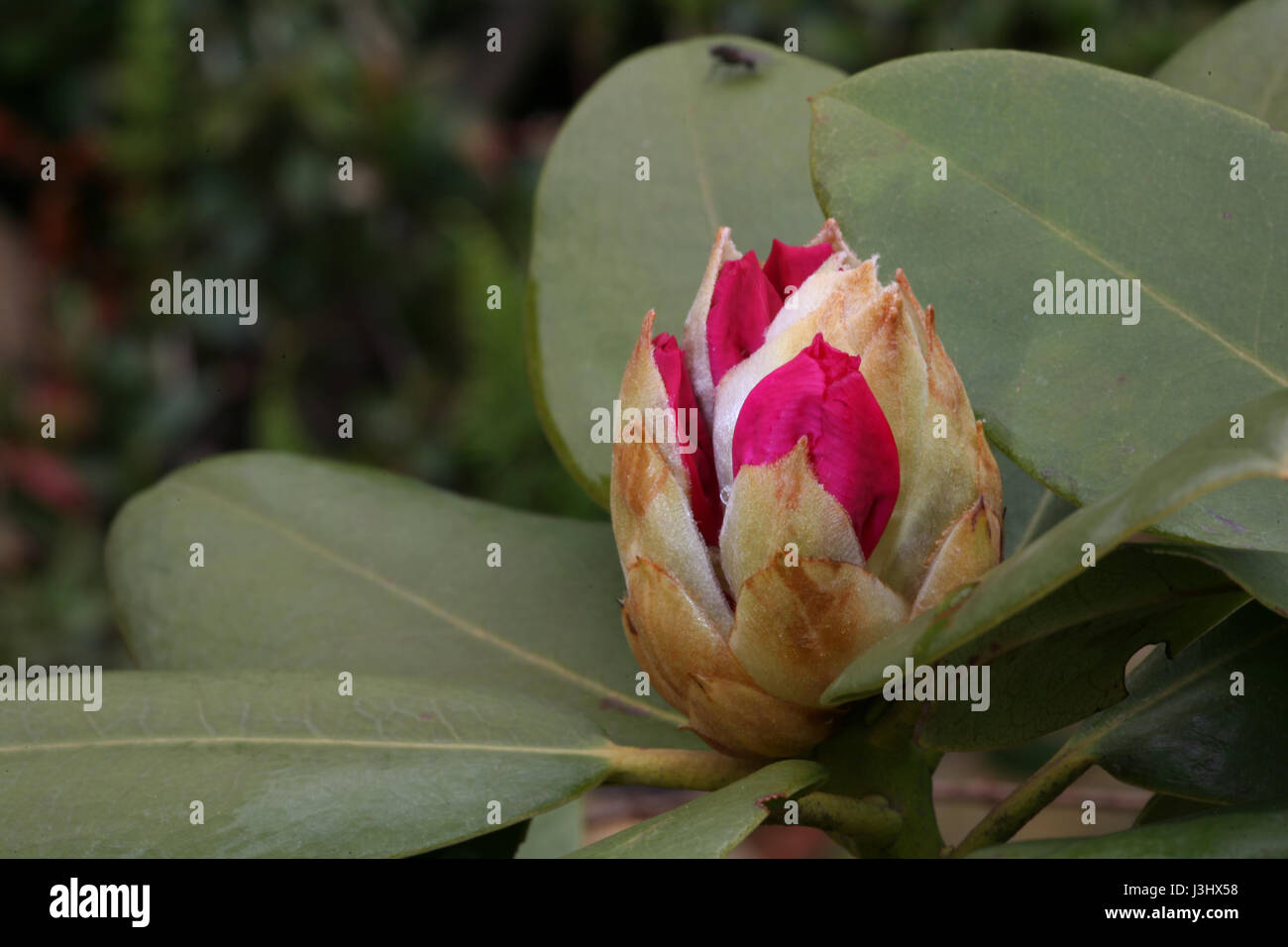 Fioritura di rododendro Foto Stock