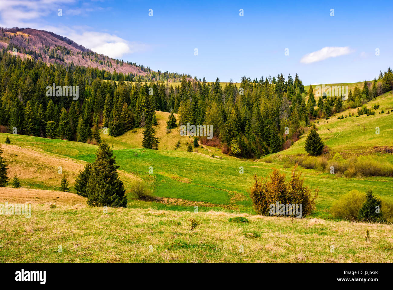 Foresta sul pendio di un colle prato in alta montagna. bellissimo paesaggio di primavera nel bel tempo Foto Stock