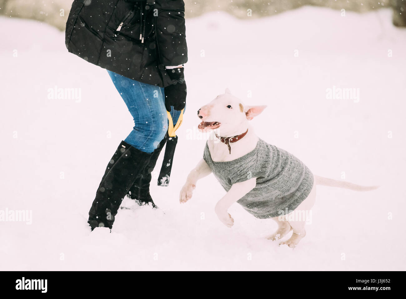 Funny giovane inglese Bull Terrier Bullterrier cucciolo di cane per giocare all'aperto nella neve stagione invernale. Giocoso Pet all'esterno. Foto Stock