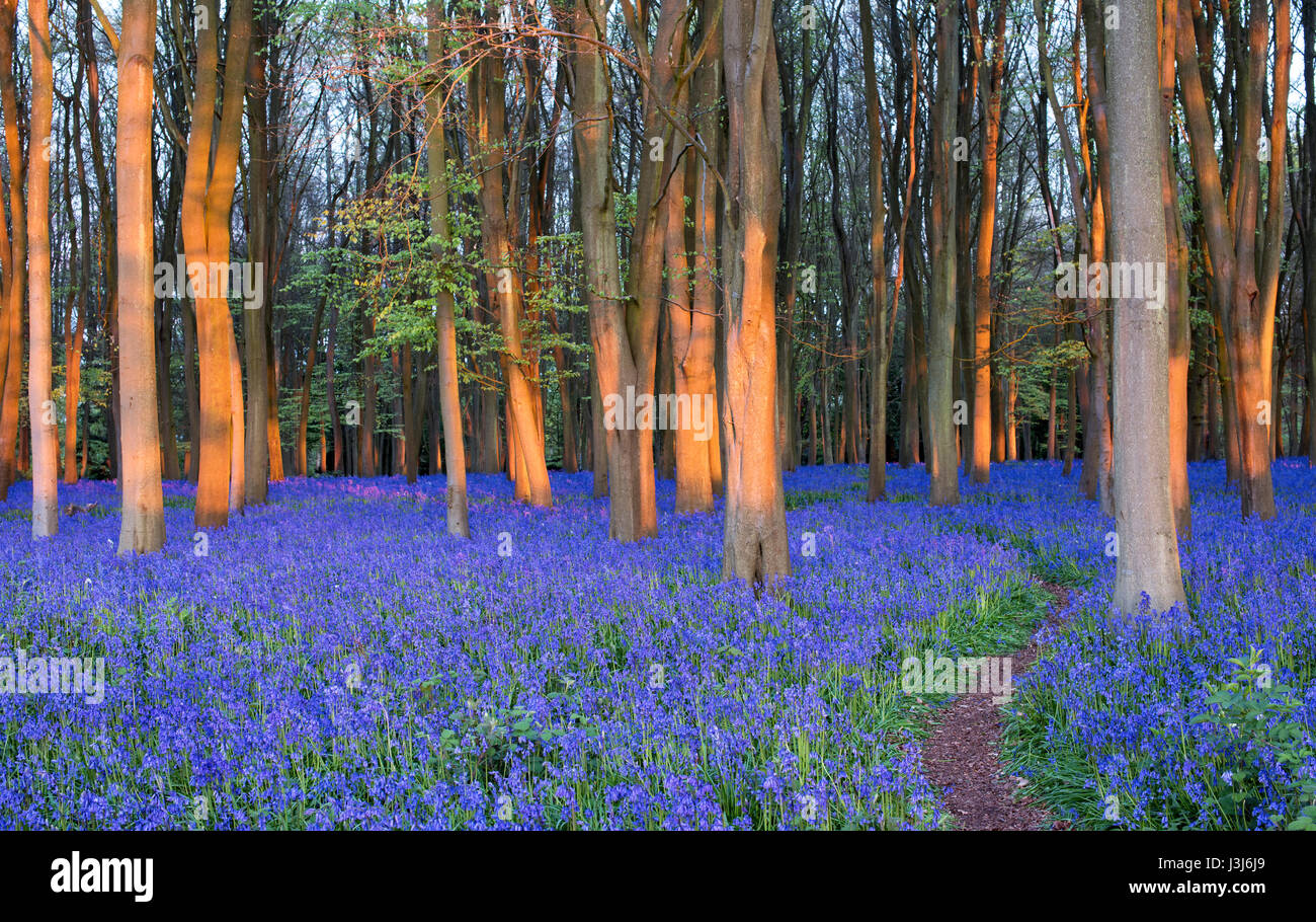 Bluebells inglese in un antico legno di faggio e di quercia Legno in mattina presto la luce del sole. Oxfordshire, Inghilterra Foto Stock