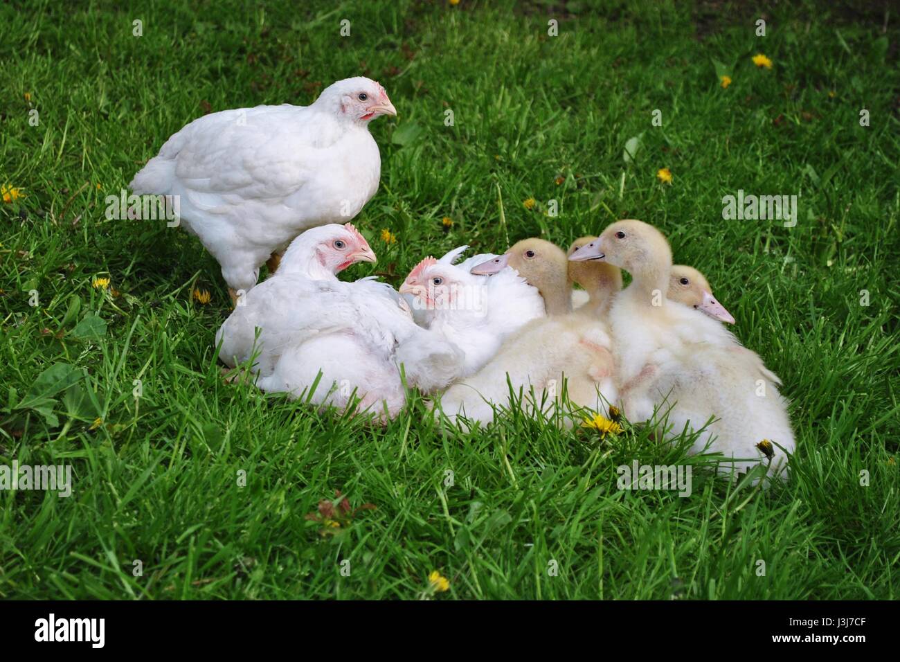 Polli polli da carne e un po' di anatre sull'erba. Foto Stock