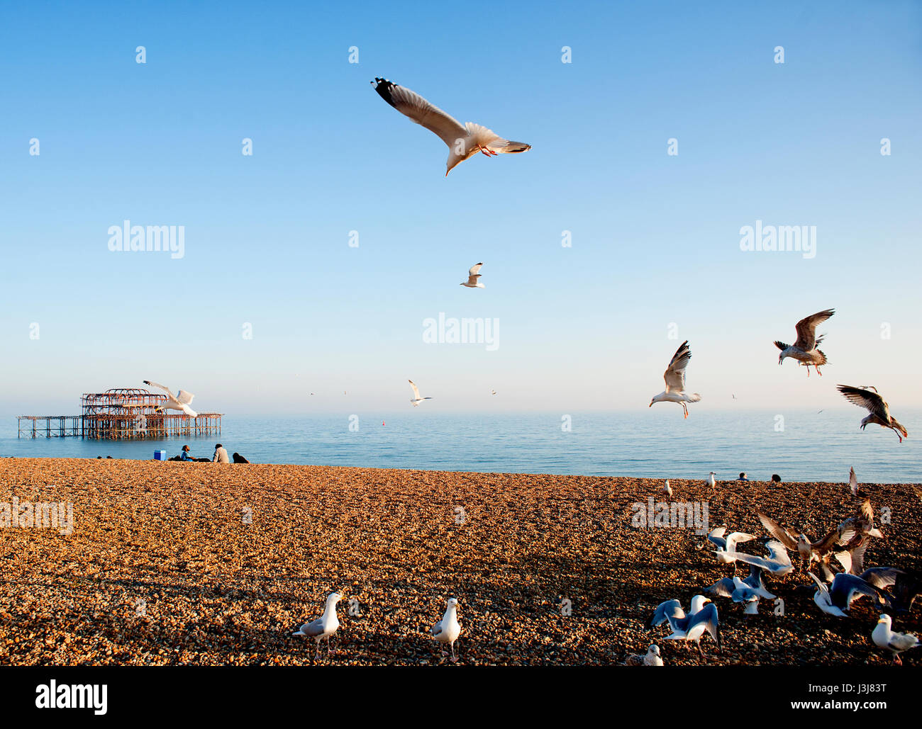 A Flock of Seagulls vola sopra la spiaggia di Brighton sulla costa sud dell'Inghilterra con le rovine del famoso Molo Ovest in background. Foto Stock