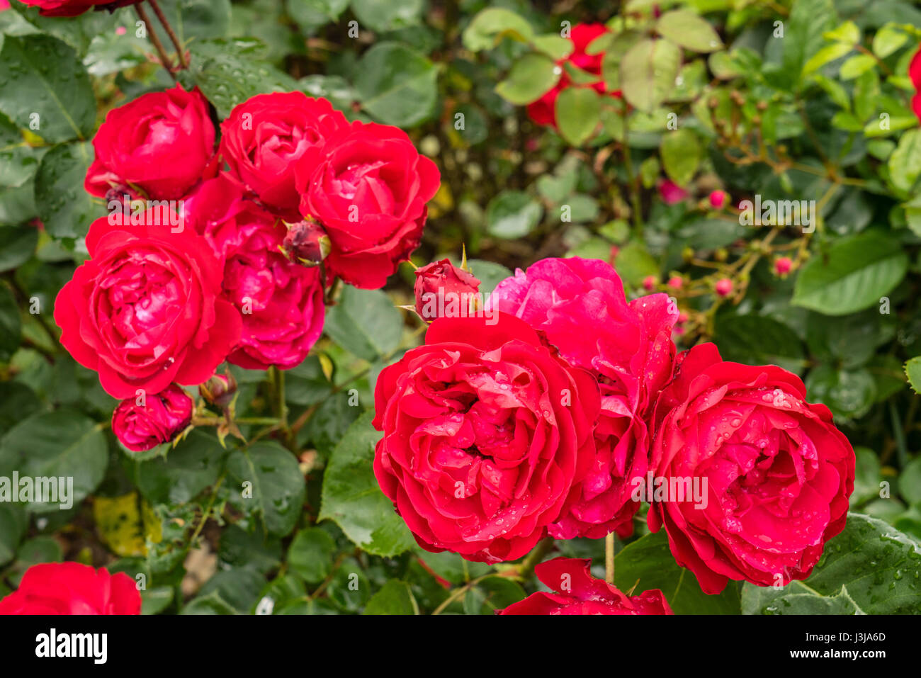 Francia, Center-Val de Loire, Blois, Roseraie de Blois, lo spettacolare giardino di rose fa parte dei giardini del Palazzo del Vescovo Foto Stock