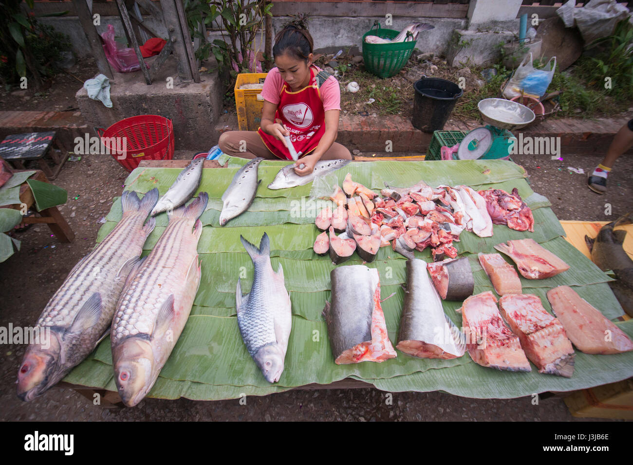Fresco pesce del Mekong al mercato Fodd nella città di Luang Prabang nel nord del Laos in Southeastasia. Foto Stock