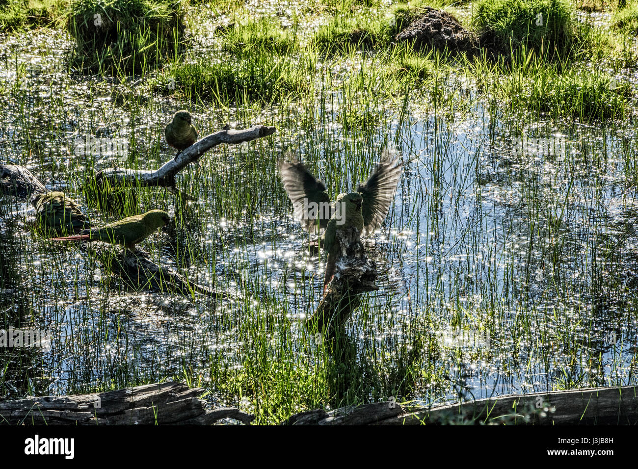 La balneazione pappagalli, Parco Nazionale Torres del Paine, Cile Foto Stock