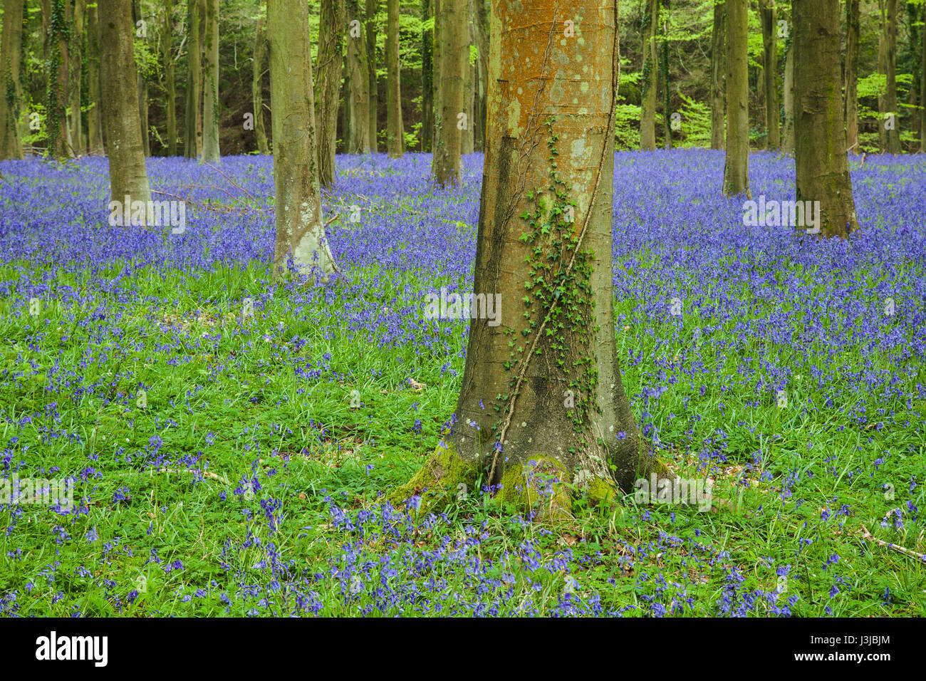 Bluebells in Angmering Park, West Sussex, in Inghilterra. Foto Stock