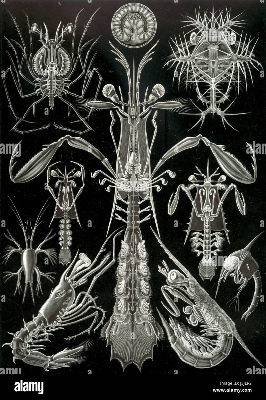 Haeckel Thoracostraca Foto Stock