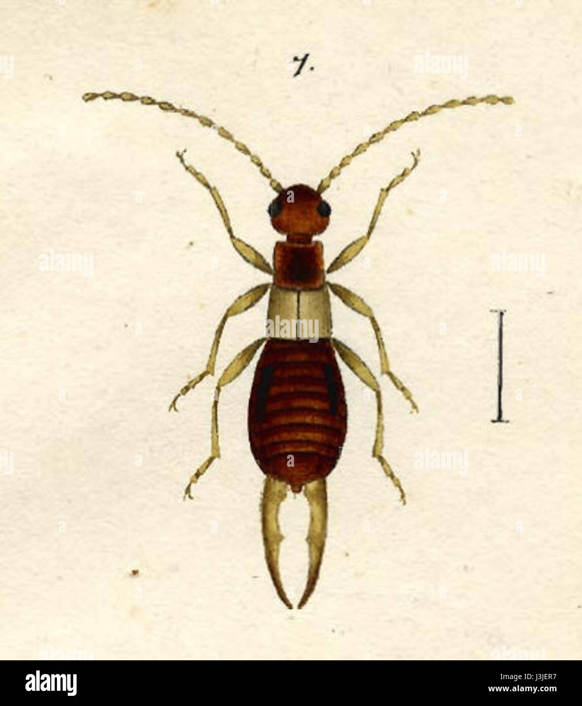 L'auricolare di Hagenbach è una specie di parrucca, tipica delle regioni europee. È caratterizzato dal corpo allungato e dalle tenaglie distintive. Questo insetto fa parte dell'ordine dei Dermaptera, che include molte specie conosciute per il loro comportamento notturno. Foto Stock
