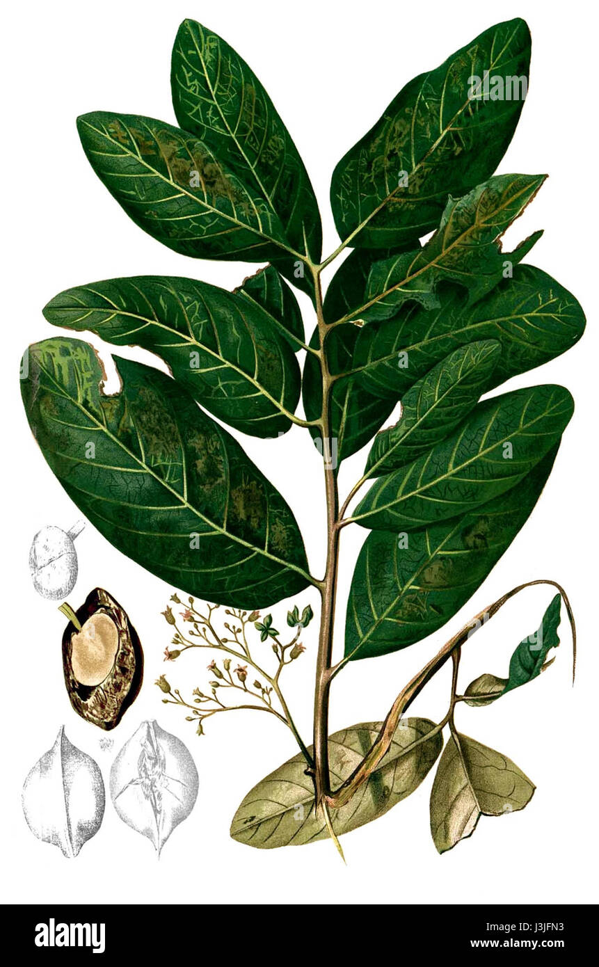 L'Heritiera littoralis, nota anche come mangrovie o bontoc, è una specie di piante tropicali originaria del sud-est asiatico, particolarmente diffusa negli ecosistemi costieri di mangrovie. Questa specie è significativa per il suo ruolo nella protezione delle coste e nella biodiversità. Foto Stock