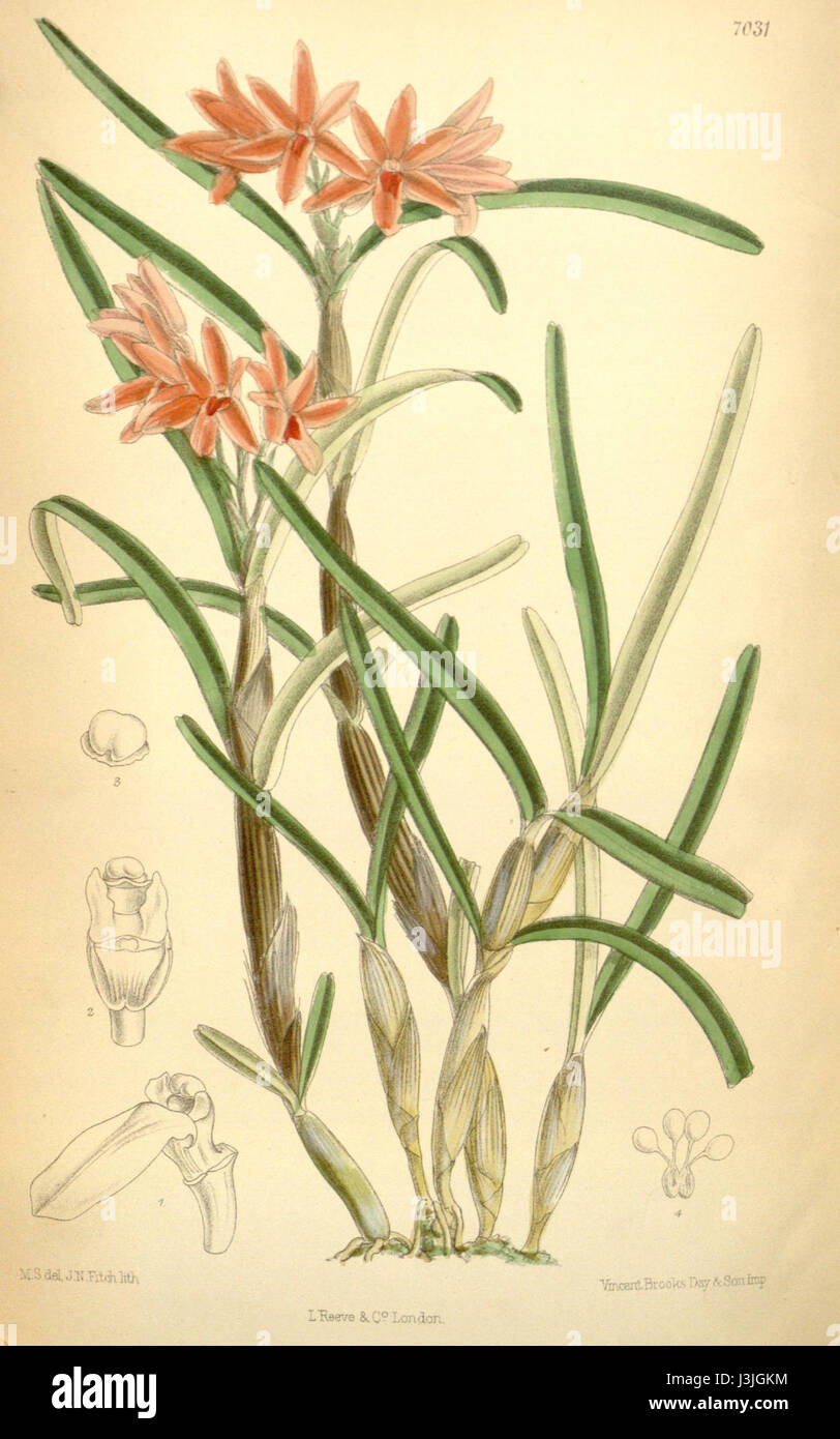 Hexisea bidentata è una specie di organismo marino, probabilmente un tipo di creatura marina con caratteristiche biologiche distinte. Può appartenere al regno Animalia ed essere significativo per la biologia marina. Foto Stock