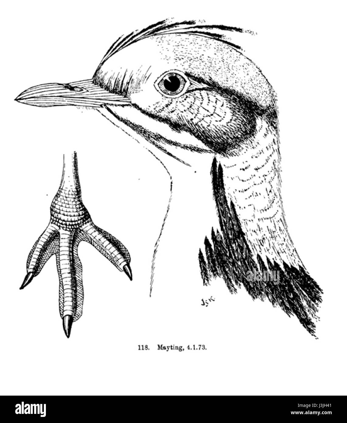La *Houbara* è una specie di otarda nota per il suo comportamento migratorio e lo status minacciato. Le Messurier si riferisce a una rappresentazione o riferimento legato all'uccello, comunemente studiato per i suoi sforzi di conservazione. La specie si trova in alcune parti dell'Asia e dell'Africa, con organizzazioni di conservazione che lavorano per proteggerla a causa della perdita dell'habitat e del bracconaggio. Foto Stock
