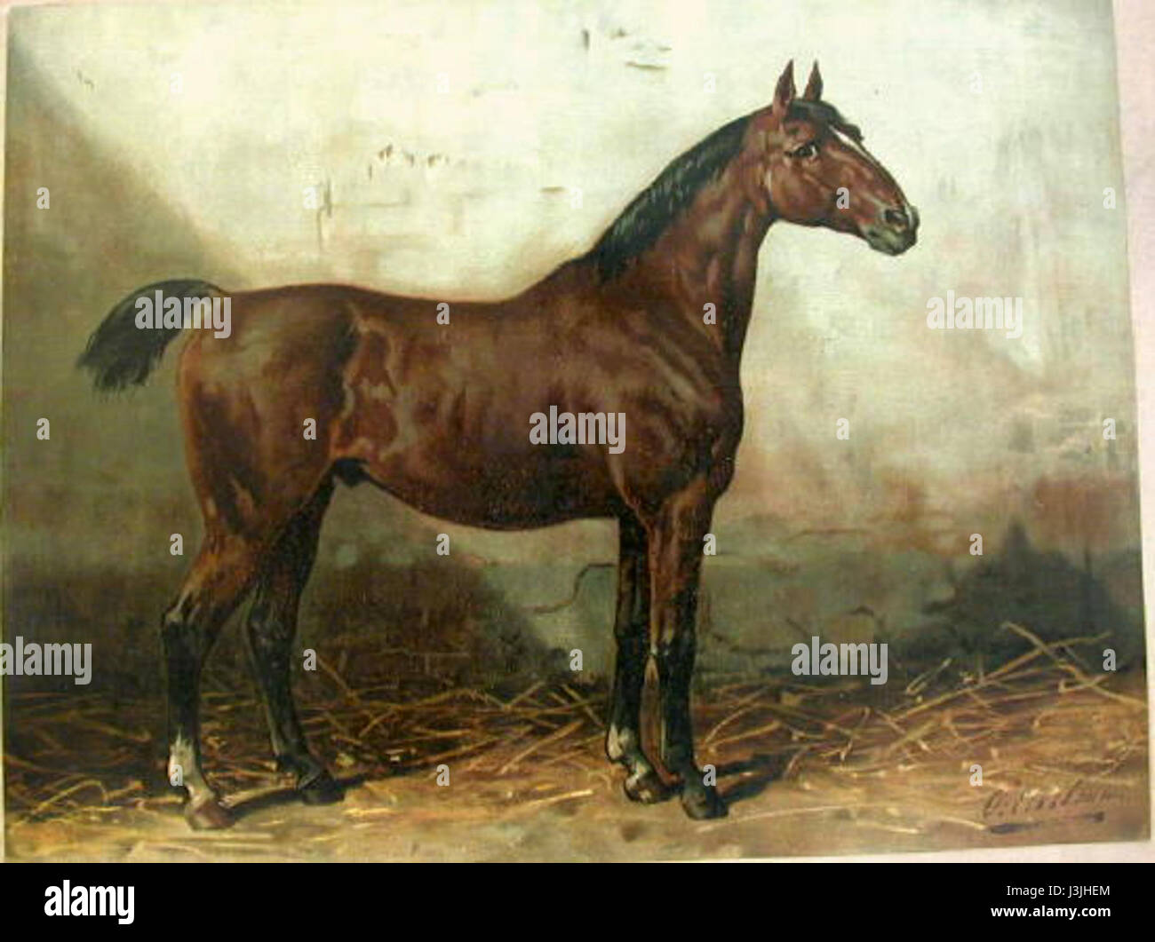 La razza Holsteiner è nota per la sua eccellenza nell'allevamento dei cavalli, in particolare nel salto ostacoli e nel dressage. Questo riferimento a "OE" indica un particolare lignaggio o registro all'interno della storia della razza. Foto Stock