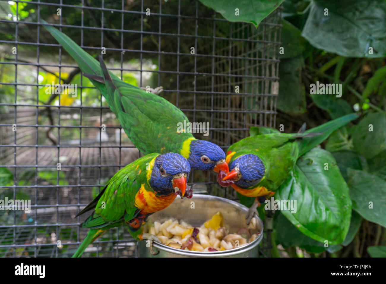 Tropical Butterfly House Sheffield, Natura Foto Stock