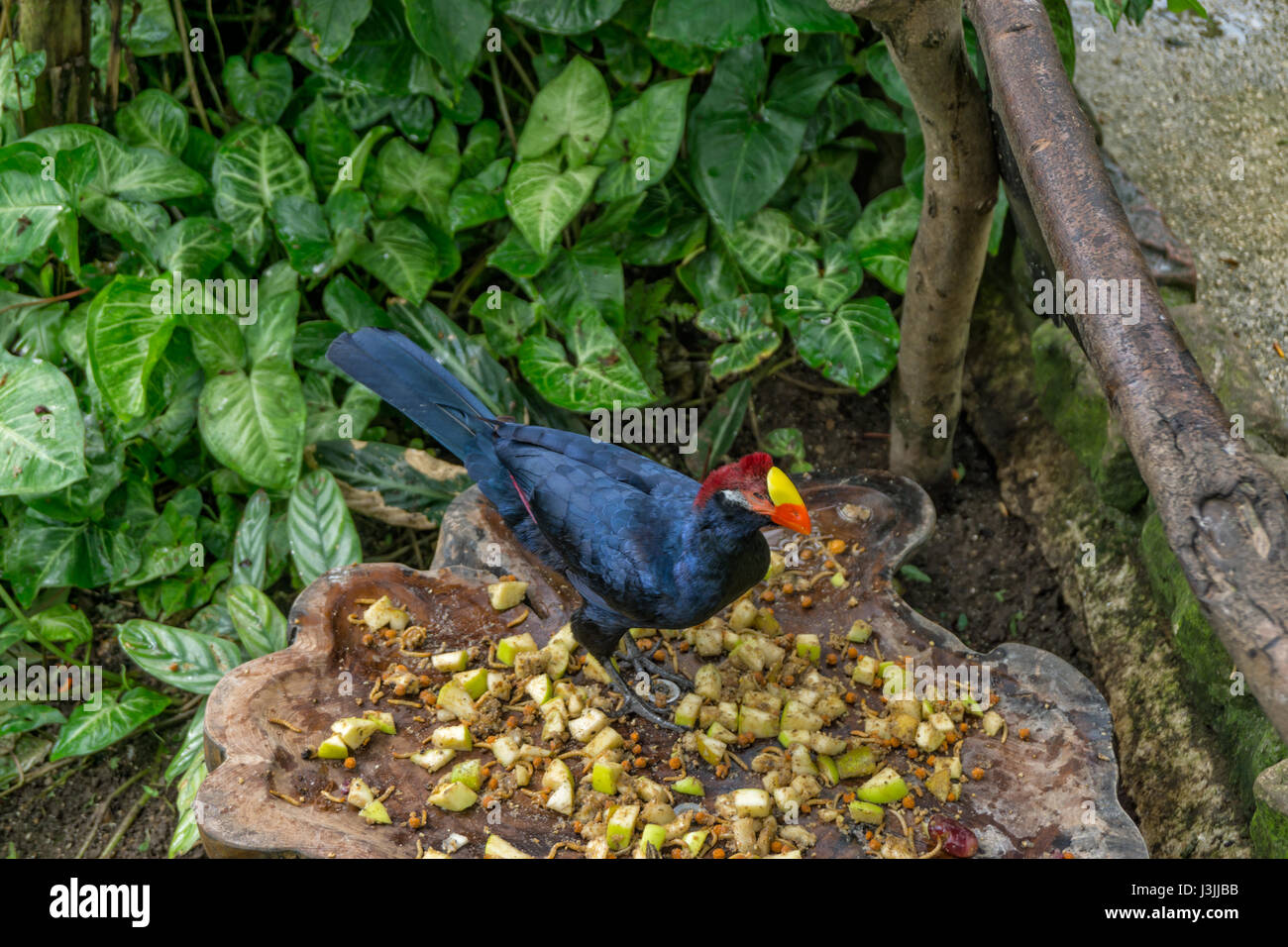 Tropical Butterfly House Sheffield, Natura Foto Stock