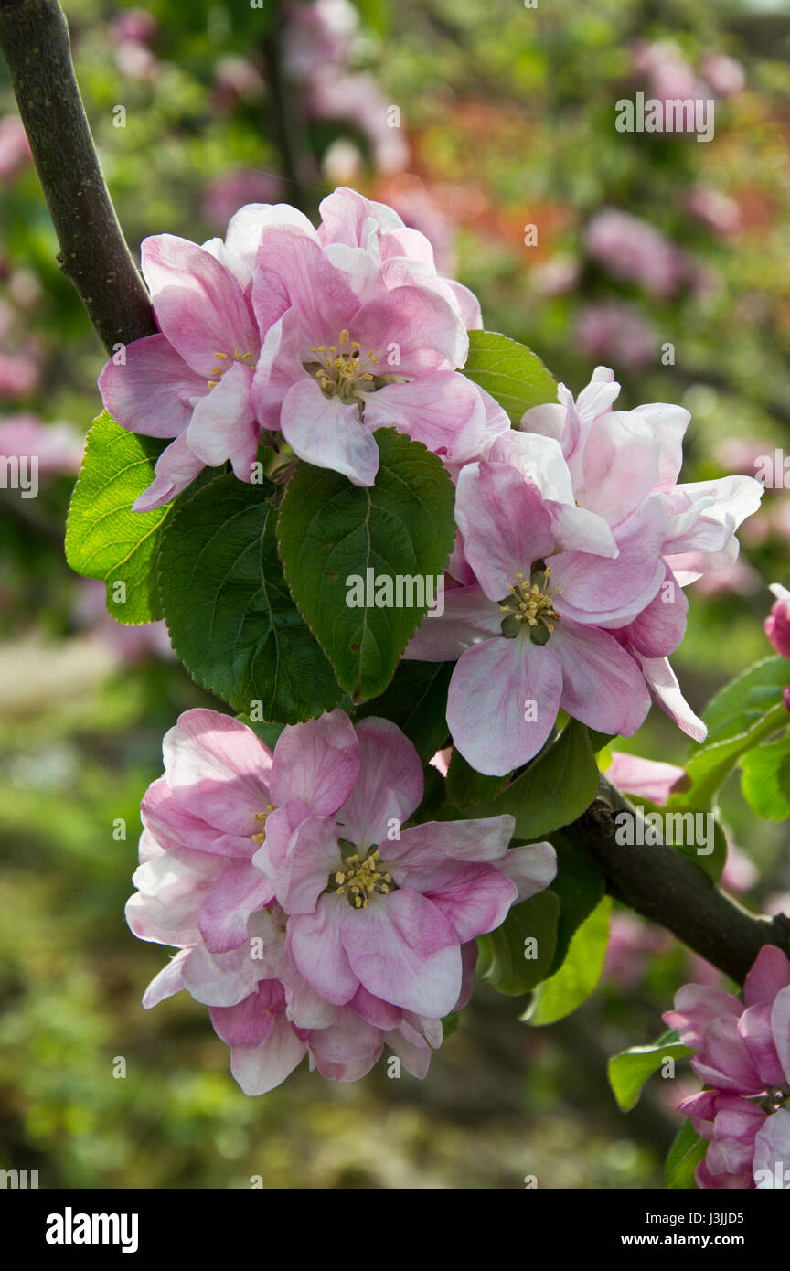 Apple Blossom e nuove foglie su un Bramley melo in primavera Foto Stock