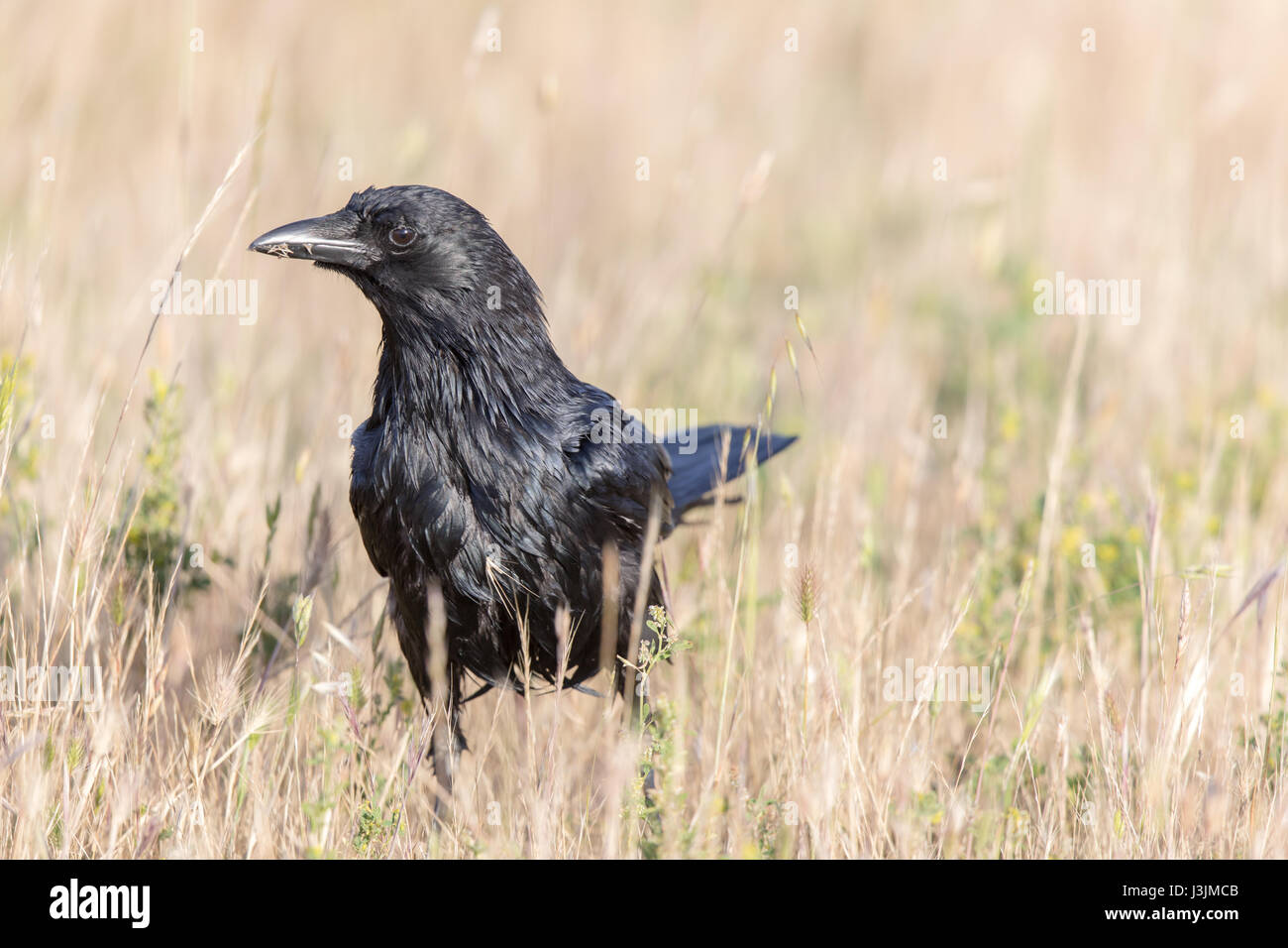 American Crow (Corvus brachyrhynchos) nel campo. Foto Stock