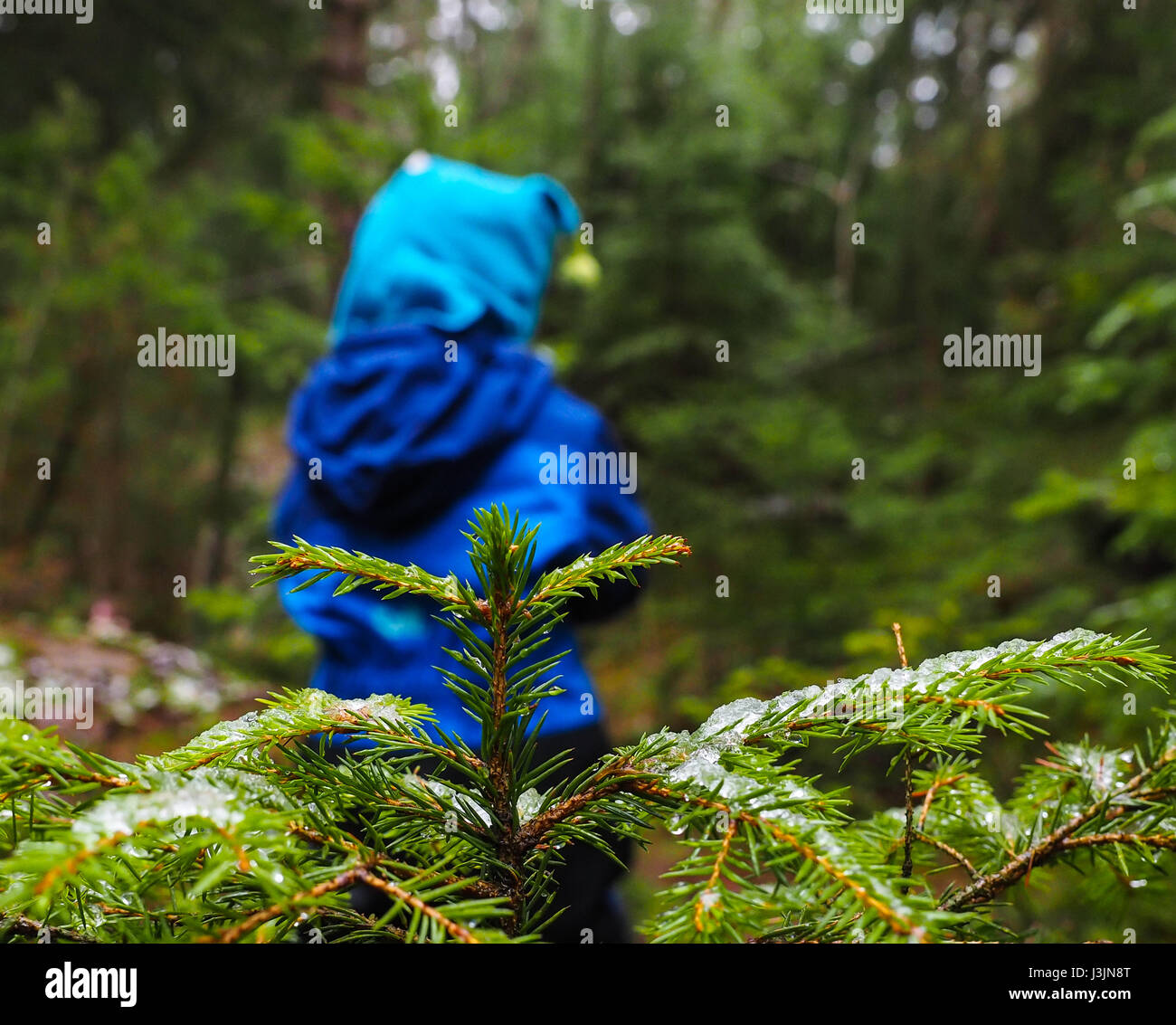 Irriconoscibile boy in blu a piedi da un abete con ghiaccio su aghi in inverno in una foresta scura Foto Stock