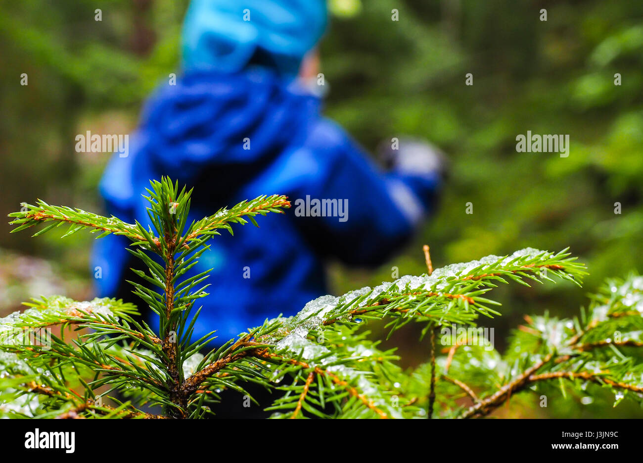Irriconoscibile boy in blu a piedi da un abete con ghiaccio su aghi in inverno in una foresta scura Foto Stock
