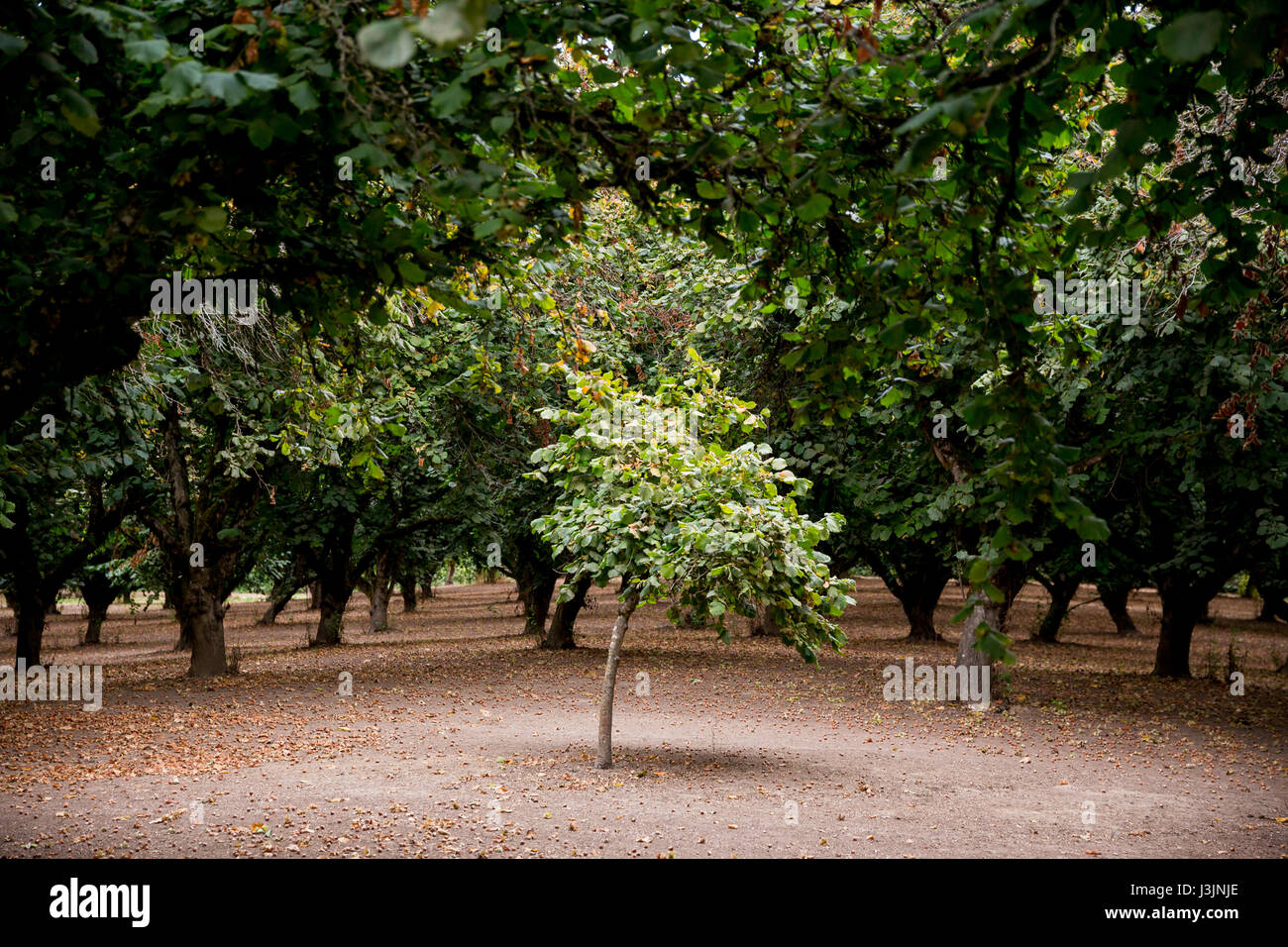 Nocciola Lone Tree in Orchard Foto Stock