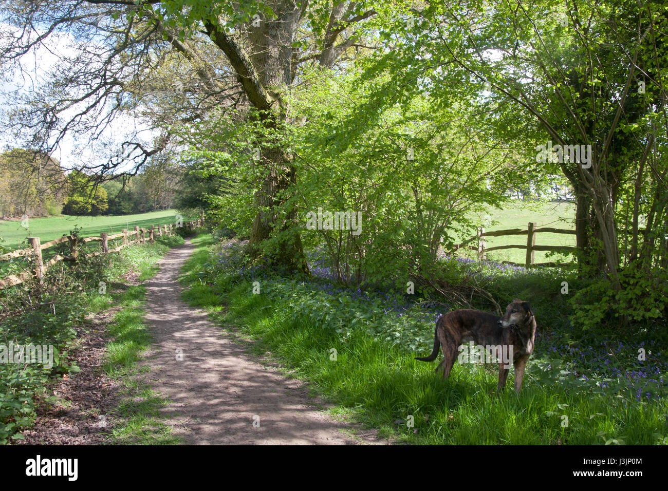 Bluebell boschi in Lynchmere nr Haslemere, Surrey Foto Stock