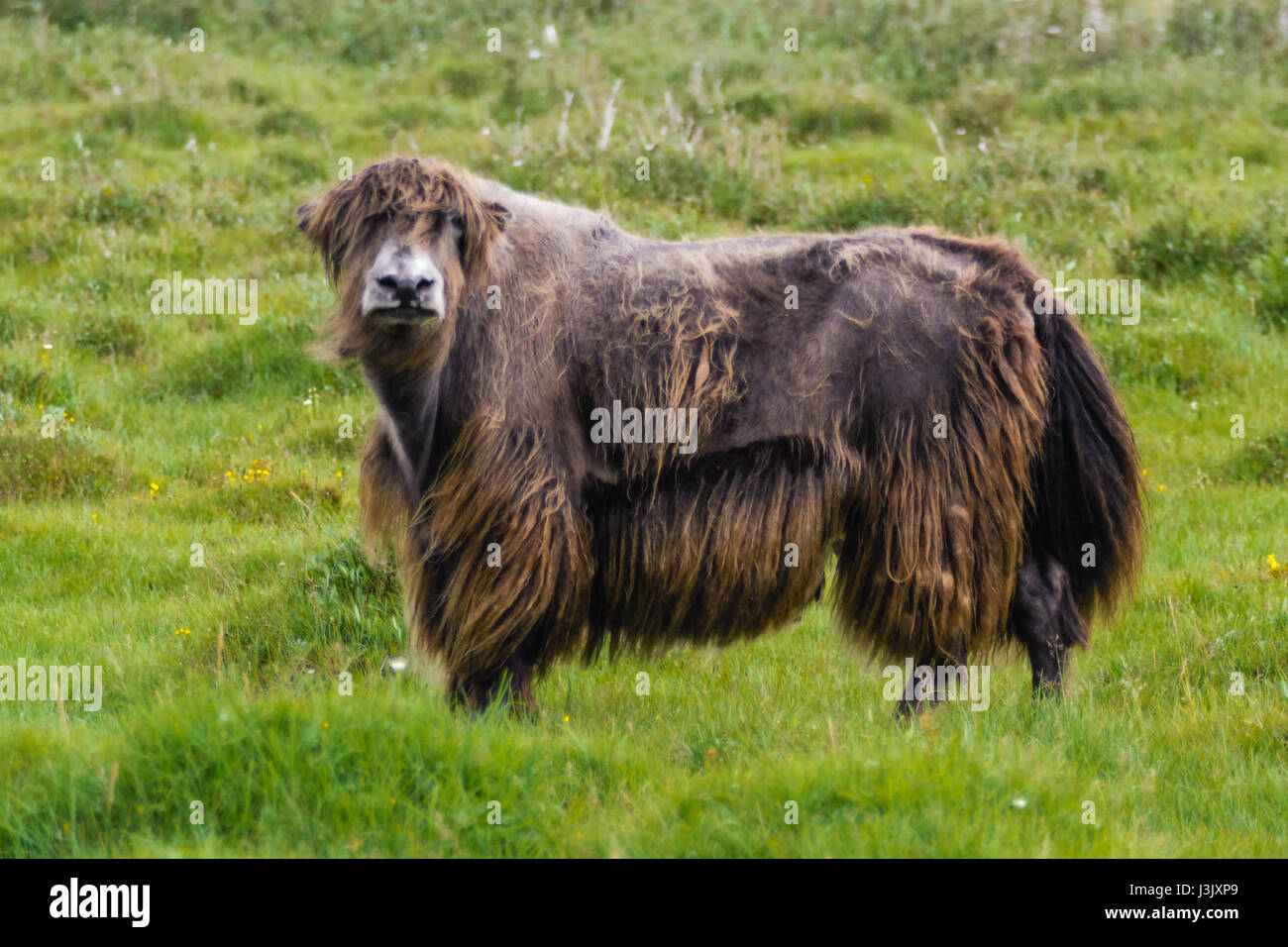 Yak con pelliccia invernale in Mongolia Foto Stock