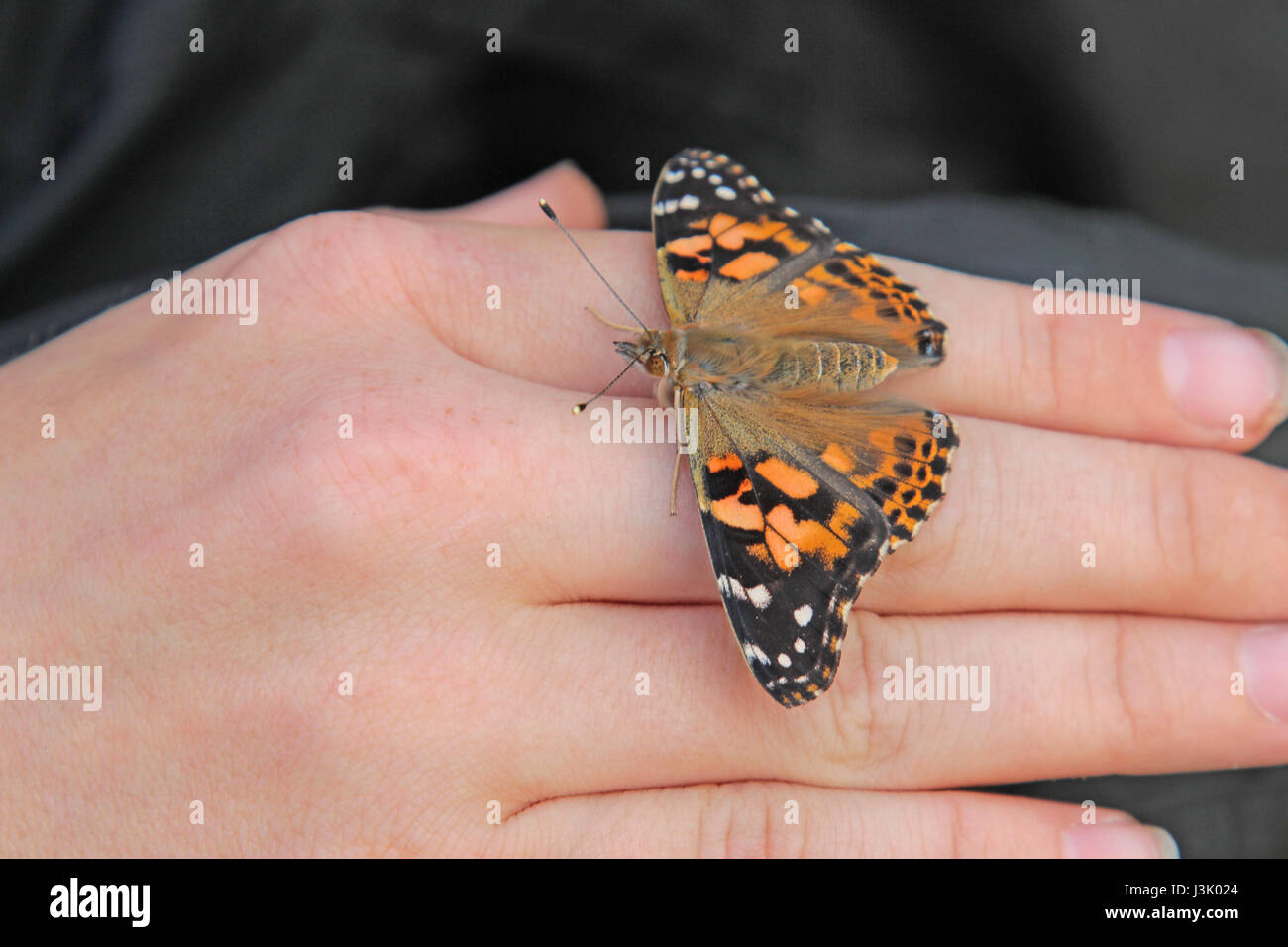 Dipinto di lady farfalla sulla mano ragazzi Foto Stock