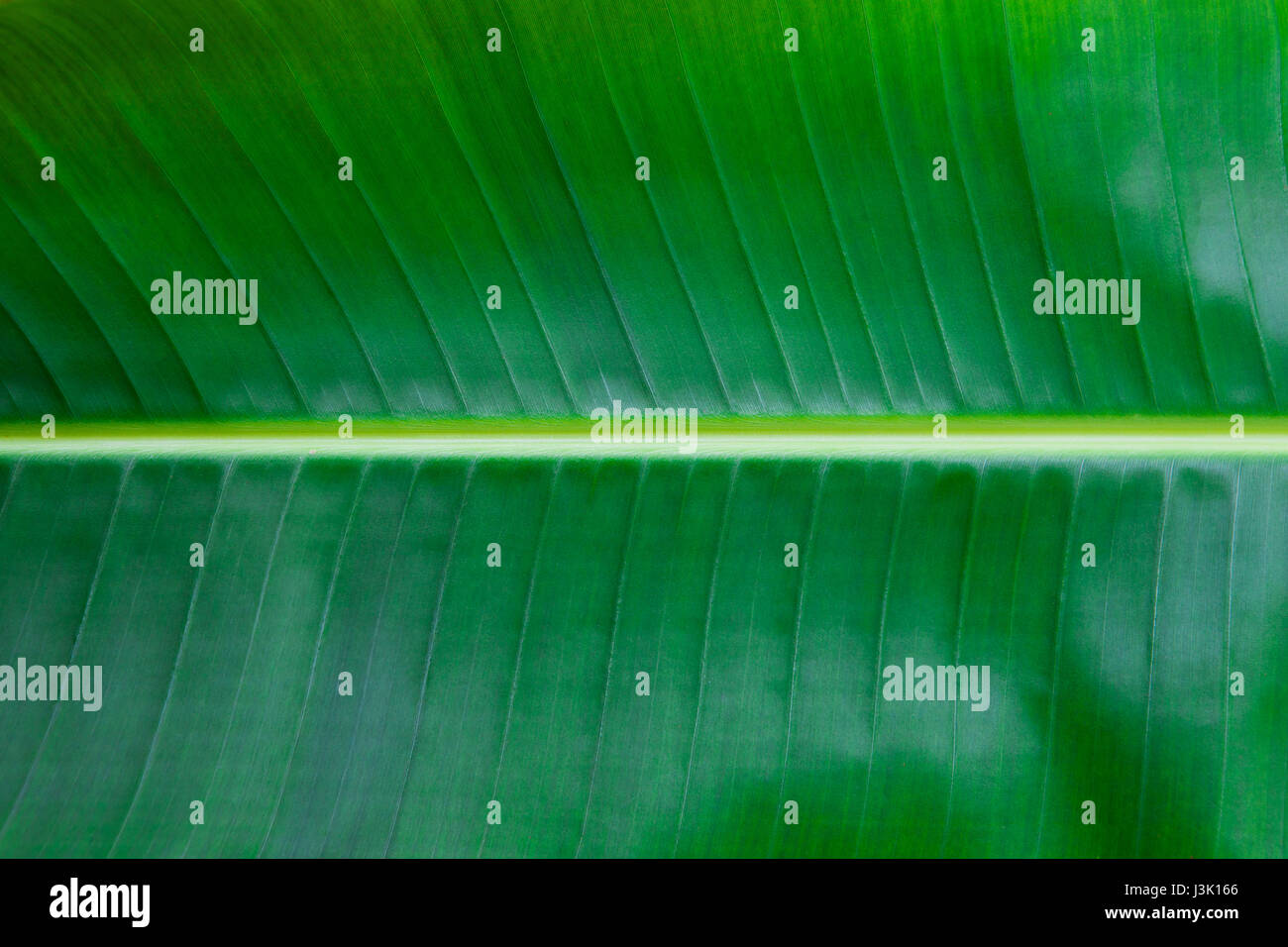 Palm tree leaf close up. Copia dello spazio. Sfondo verde Foto Stock