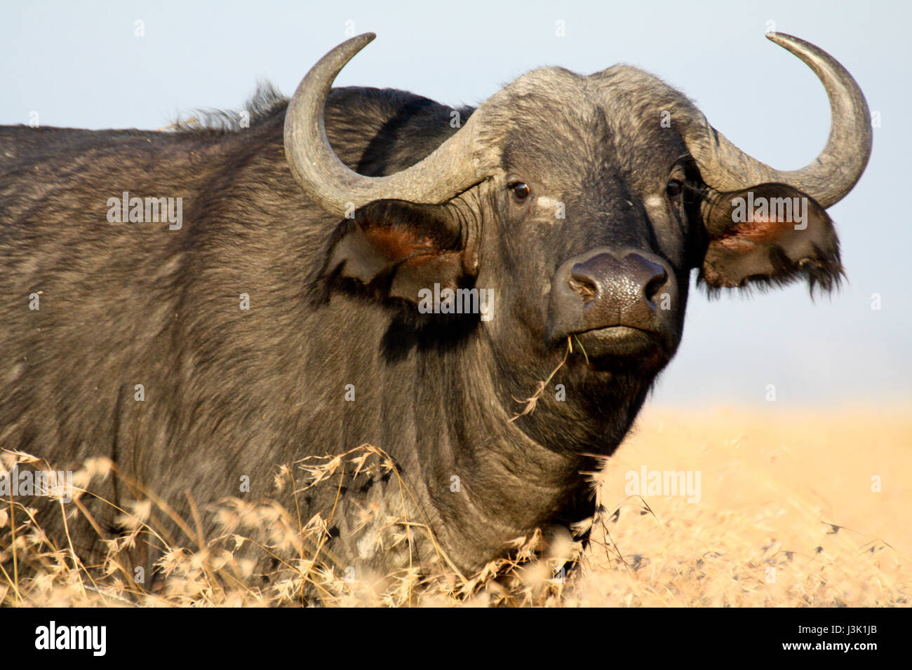 Un africano buffalo (Syncerus caffer) in alto di erba gialla. Ol Pejeta Conservancy, Kenya. Foto Stock Un africano buffalo (Syncerus caffer) in alto di erba gialla. Ol Pejeta Conservancy, Kenya. Foto Stock