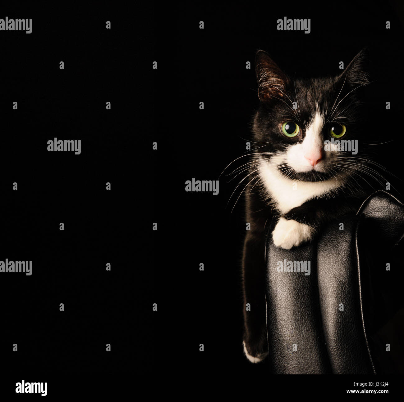 Immagine In Bianco E Nero Di Un Gatto Di Razza Pura Giacente Su Una