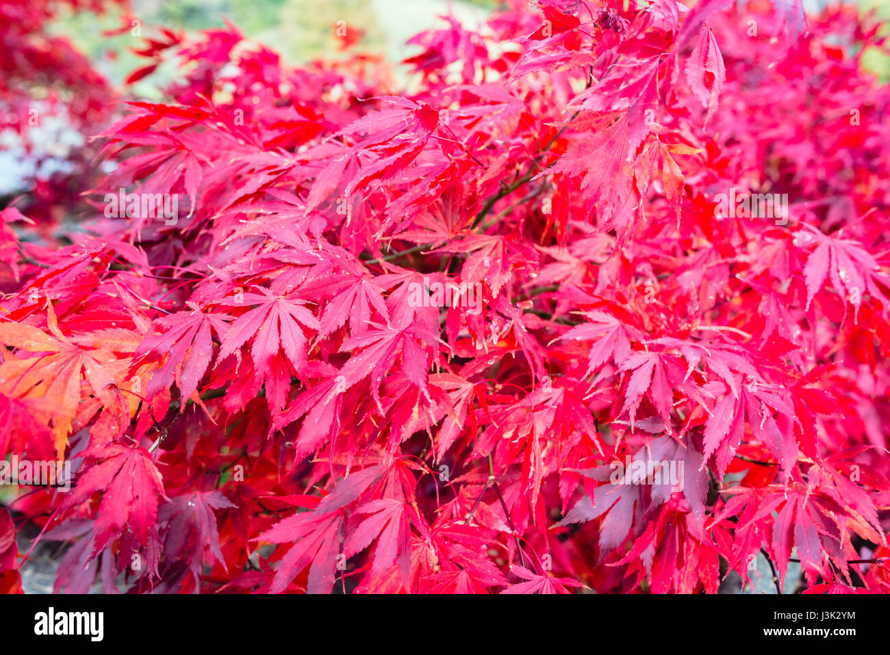 Foglie rosse come autunno richiama nel distretto del lago, Inghilterra Foto Stock