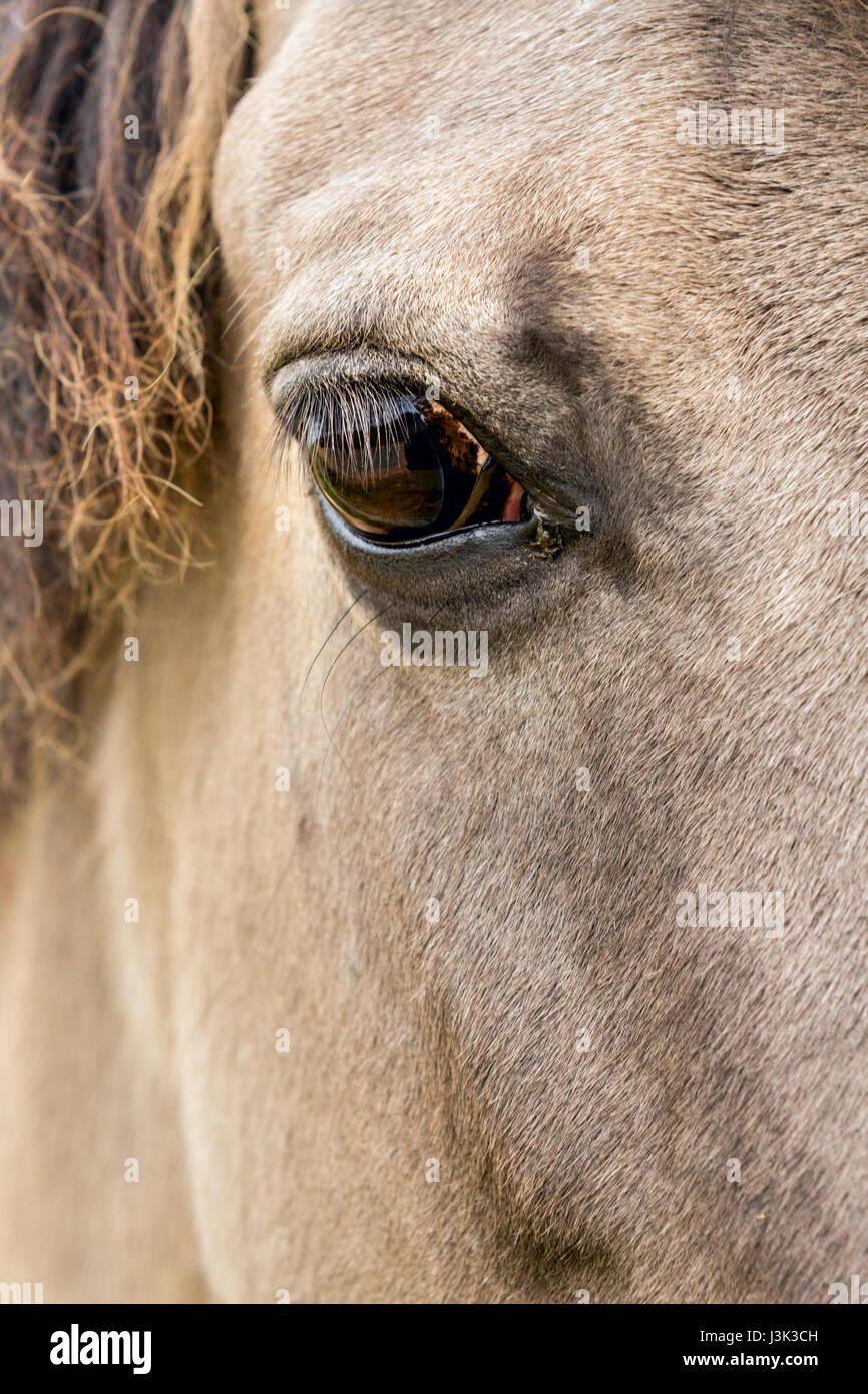 In prossimità di una testa di cavallo e l'occhio. Foto Stock