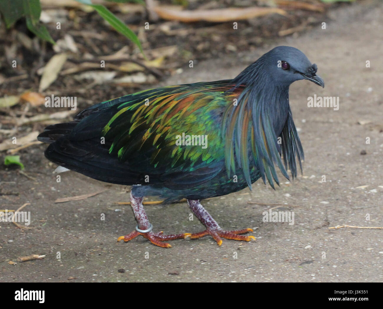 Nicobare pigeon / caloenas nicobarica /manenduif Foto Stock