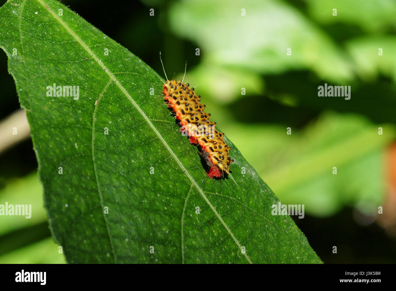 Rosso di colore marrone bruco strisciare con un sacco di gambe sulla parte superiore della foglia verde al giorno. Foto Stock