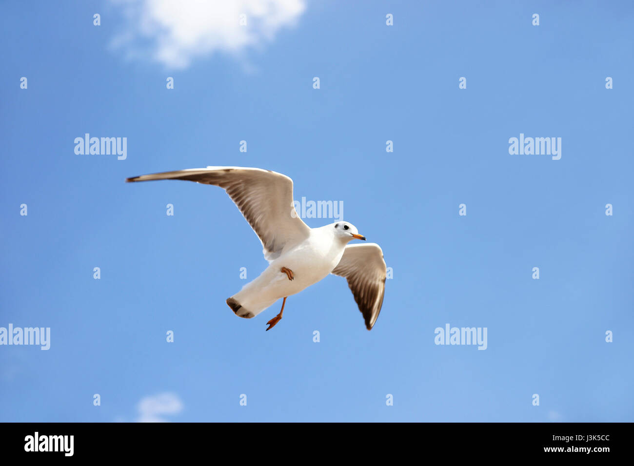 Di uccello bianco con il nero ali battenti e volare fino in blue air riempito di nuvole. Foto Stock