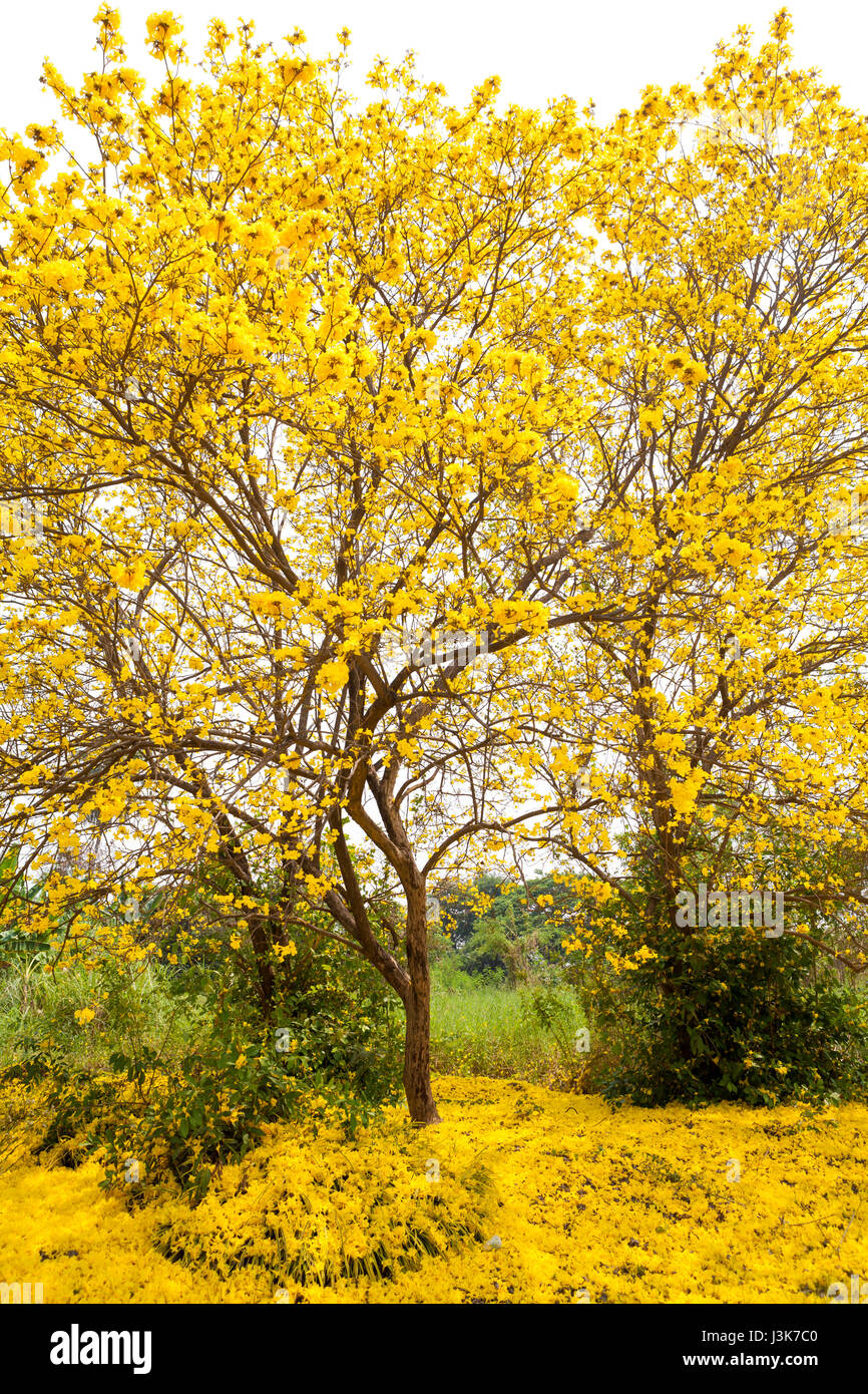 Tabebuia chrysotricha fiori gialli Foto Stock