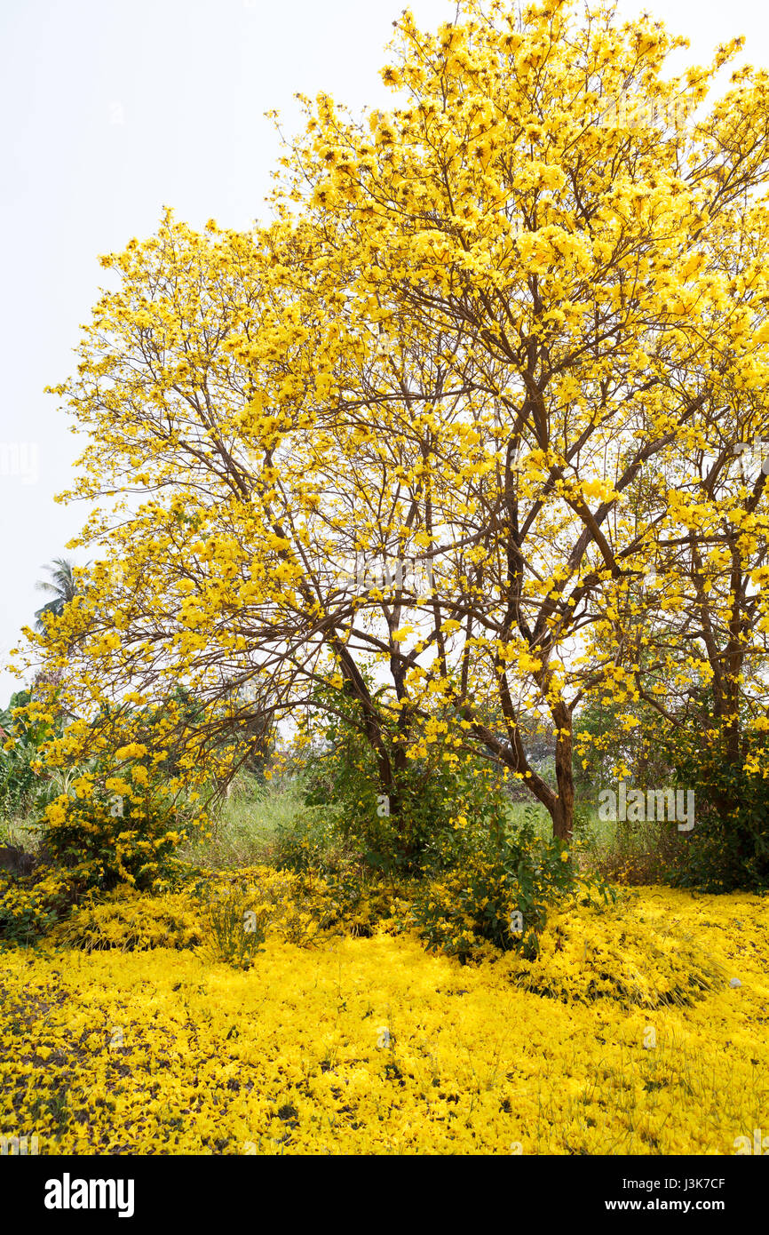 Tabebuia chrysotricha fiori gialli Foto Stock