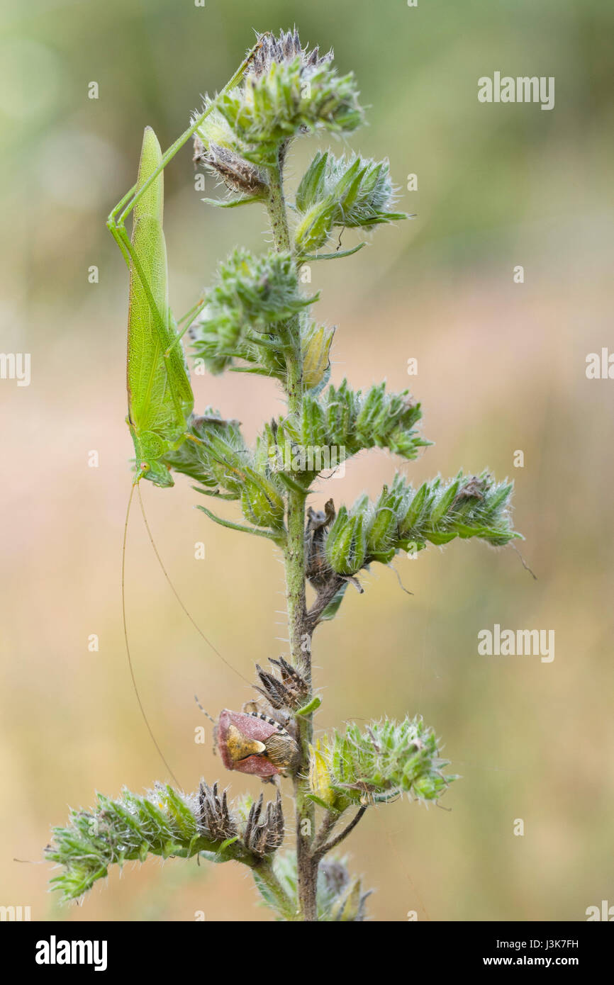 Long-cornuto grasshopper (Phaneroptera falcata) Foto Stock