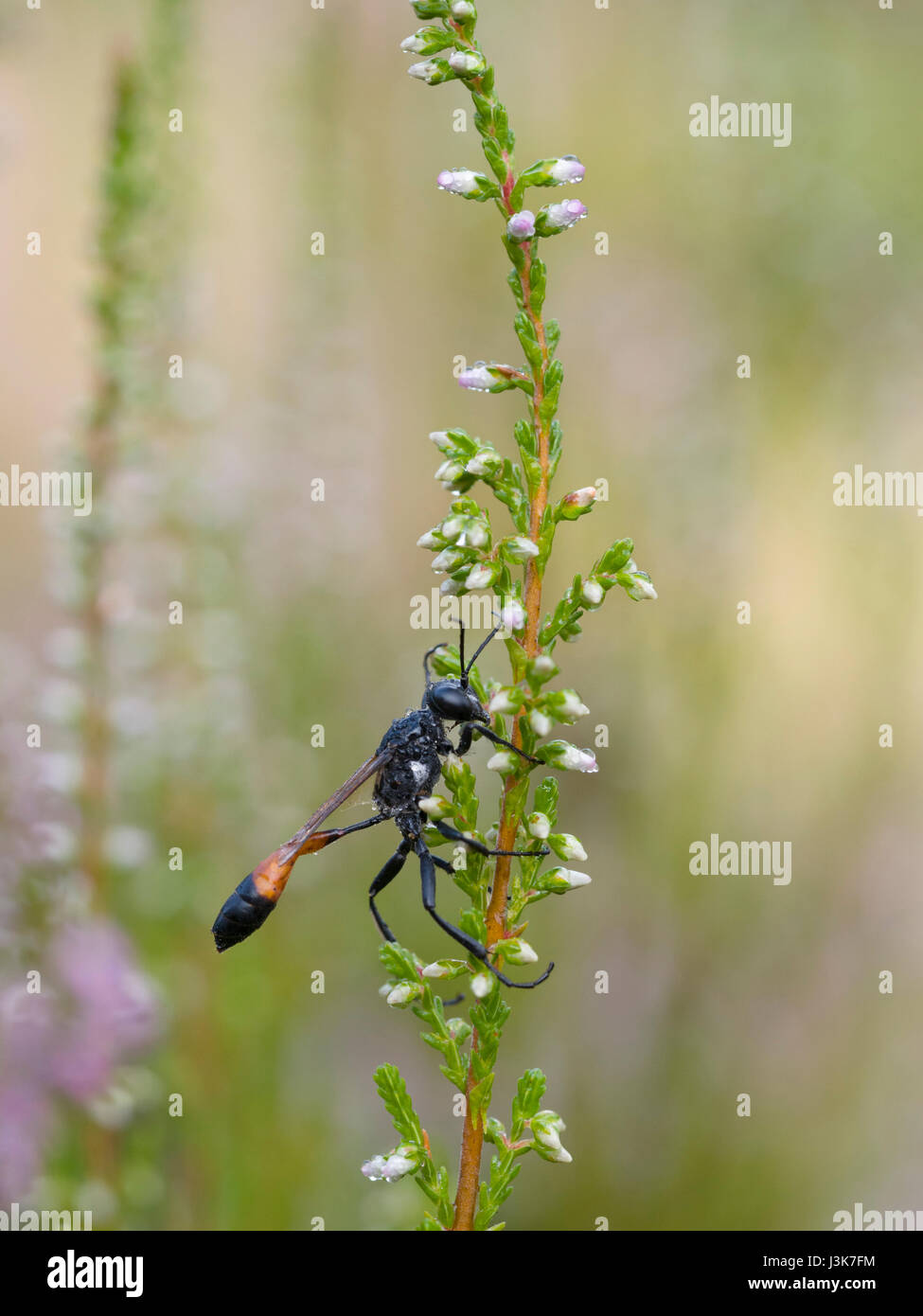 Rosso-sabbia nastrati wasp, Ammophila sabulosa Foto Stock