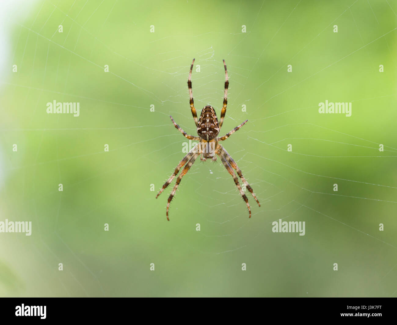 Giardino europeo, ragno Araneus diadematus Foto Stock